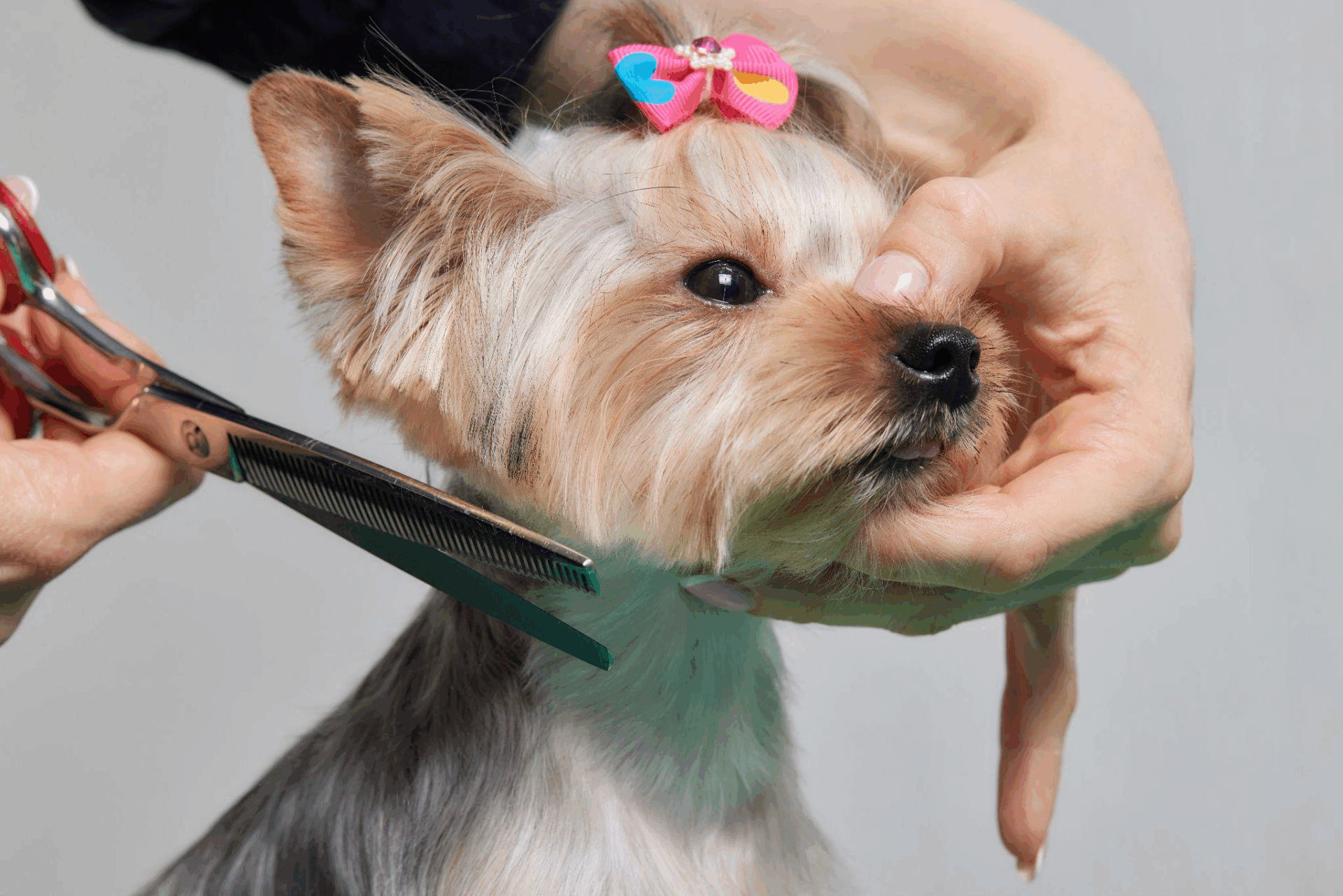 pet-haircut-trim-grooming