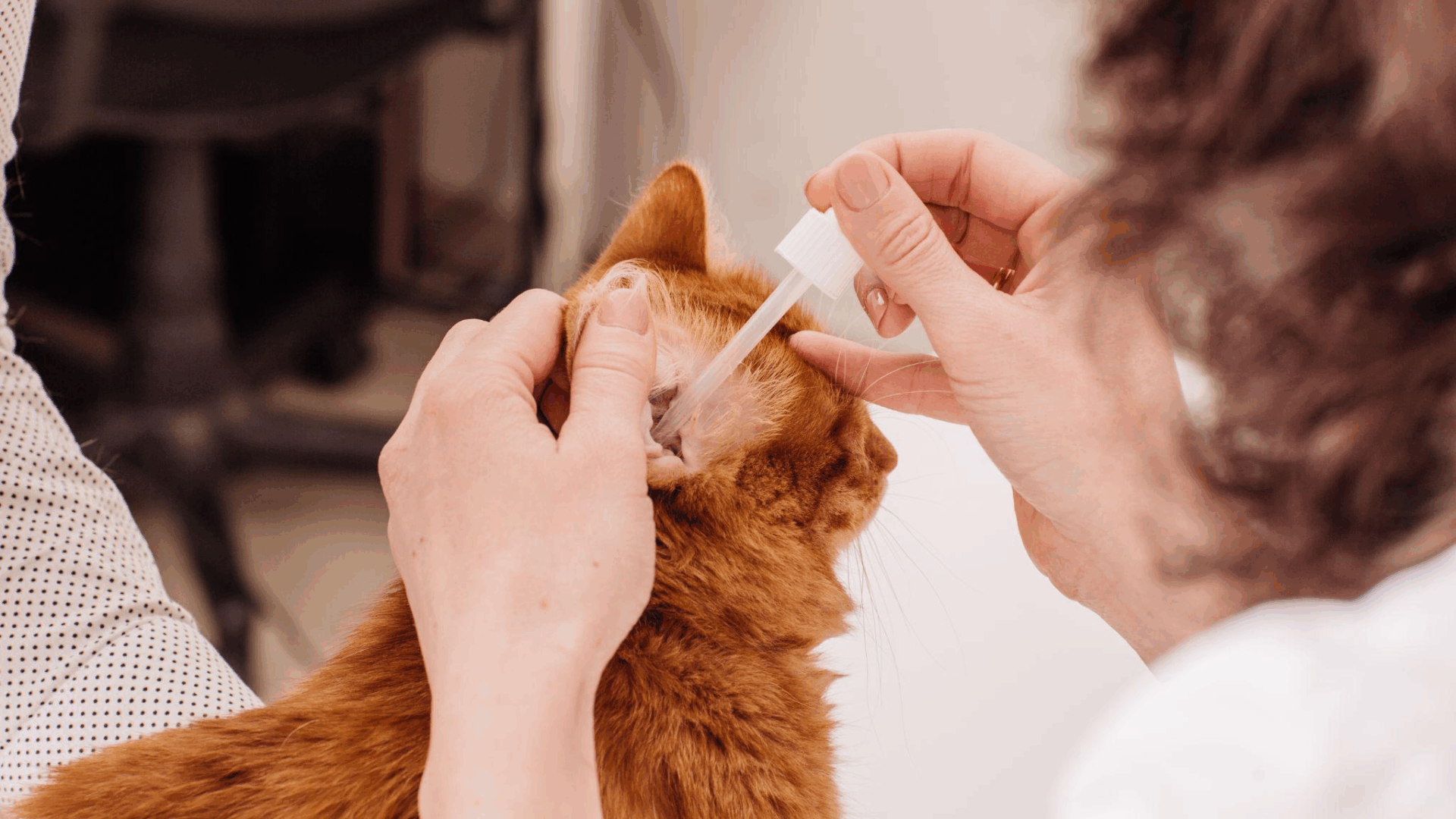 pet-ear-cleaning