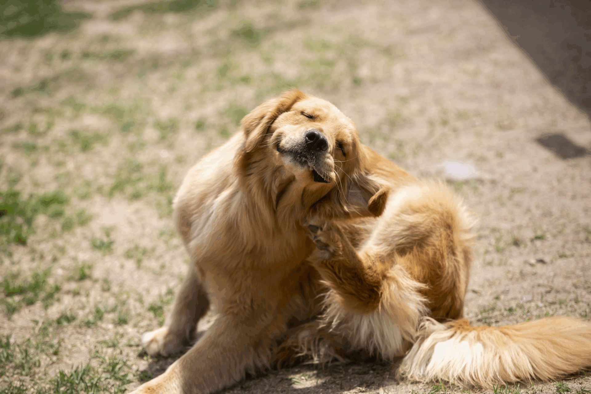 pet-tick-flea-skin-irritation