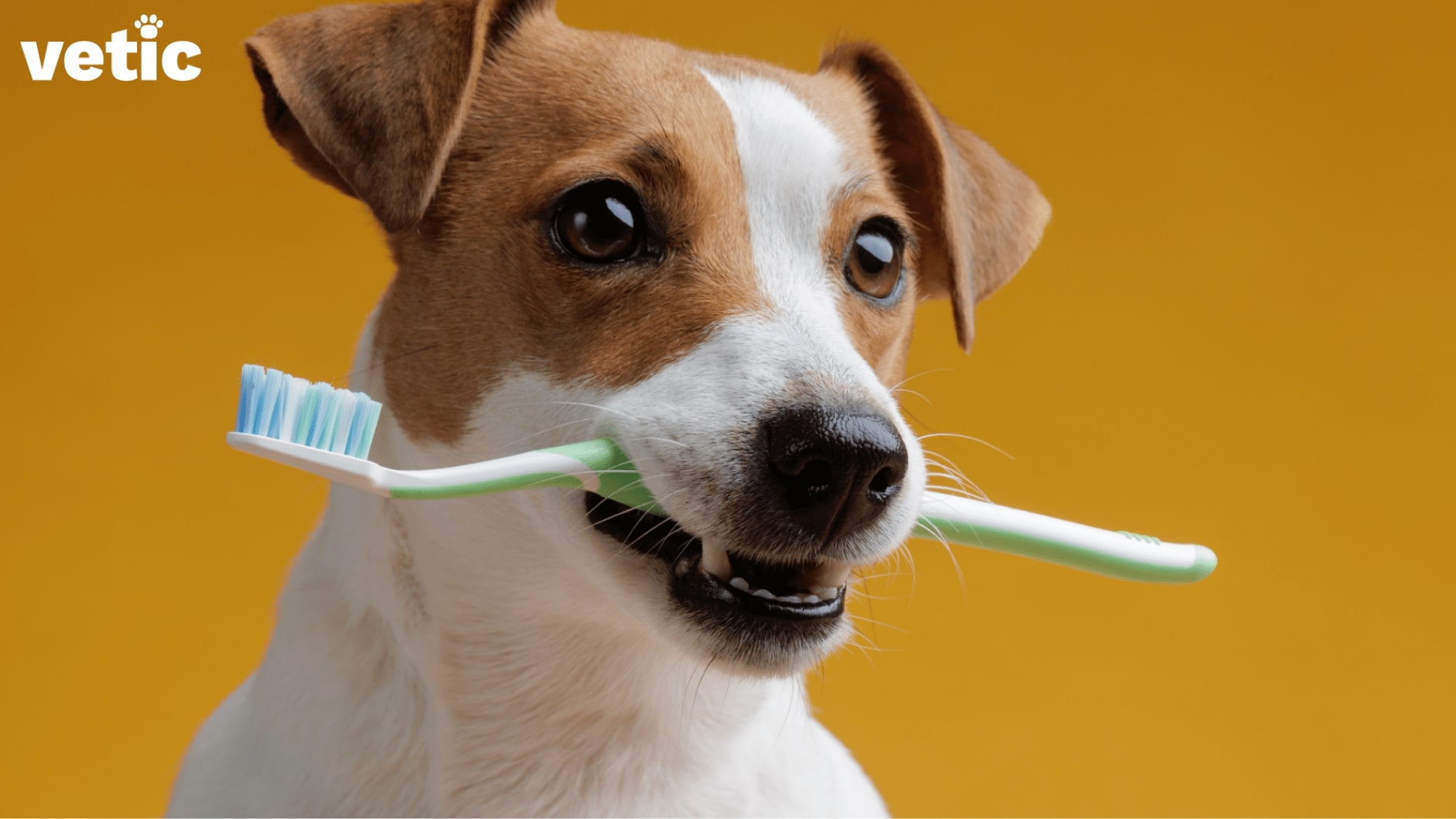 Dog with toothbrush