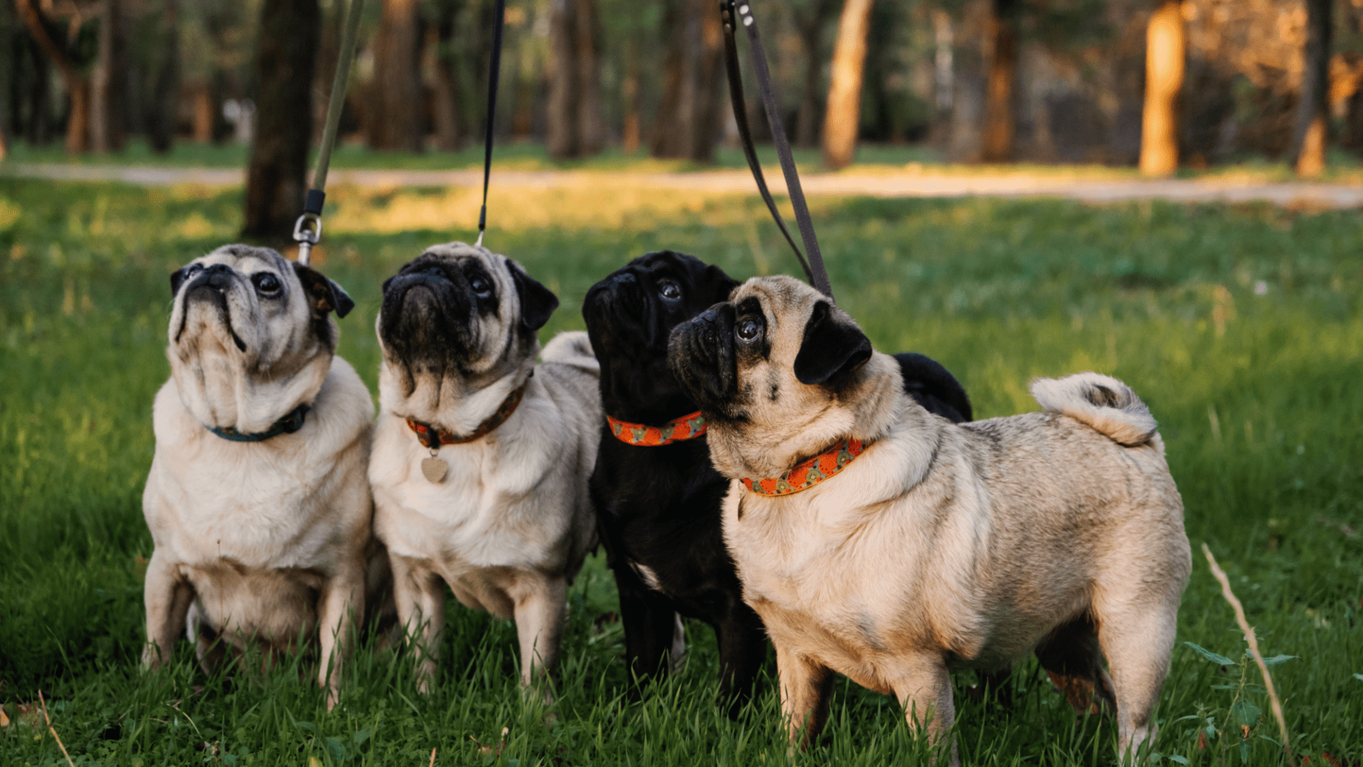 Pugs on a walk