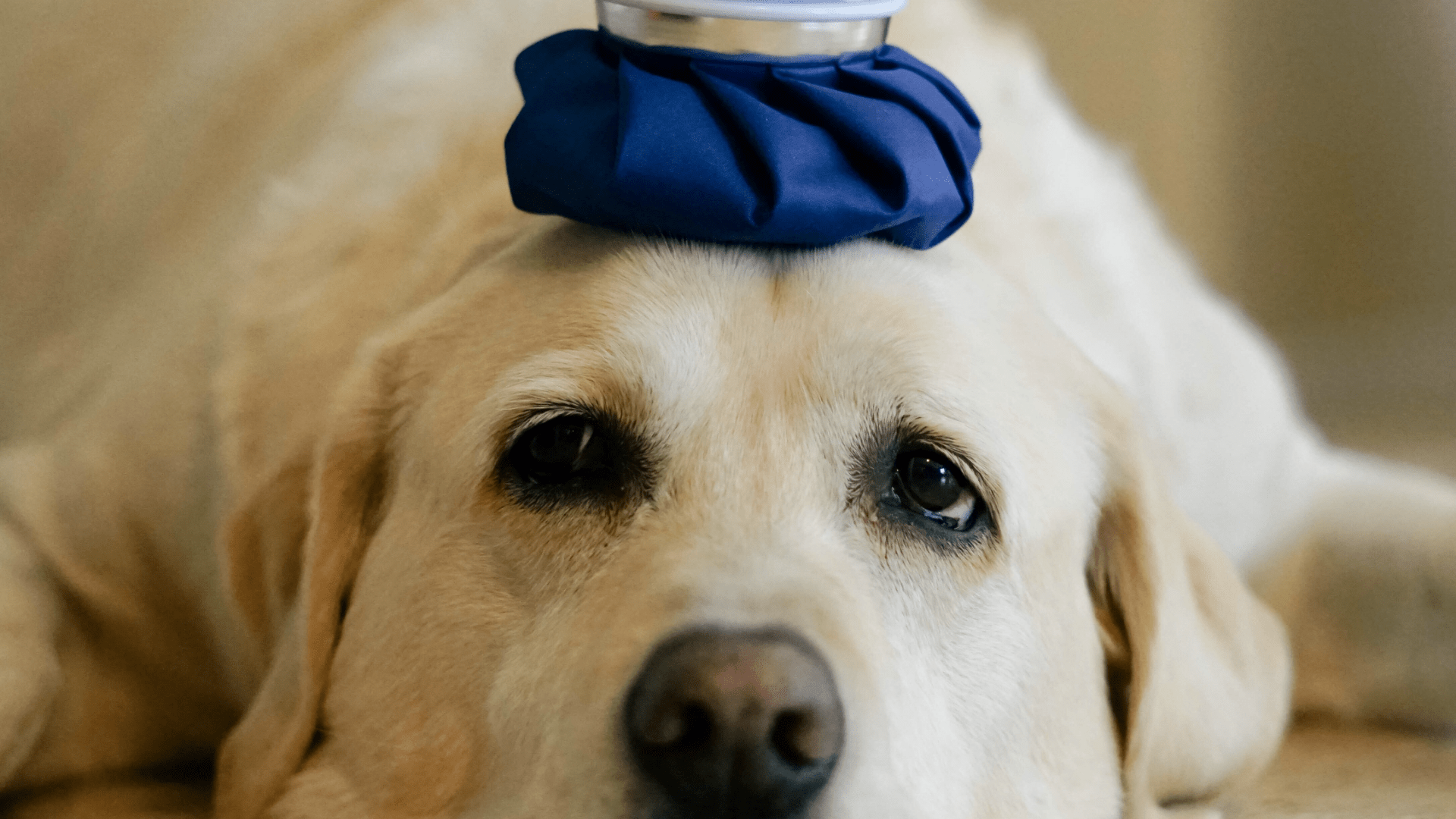 Dog with ice on head