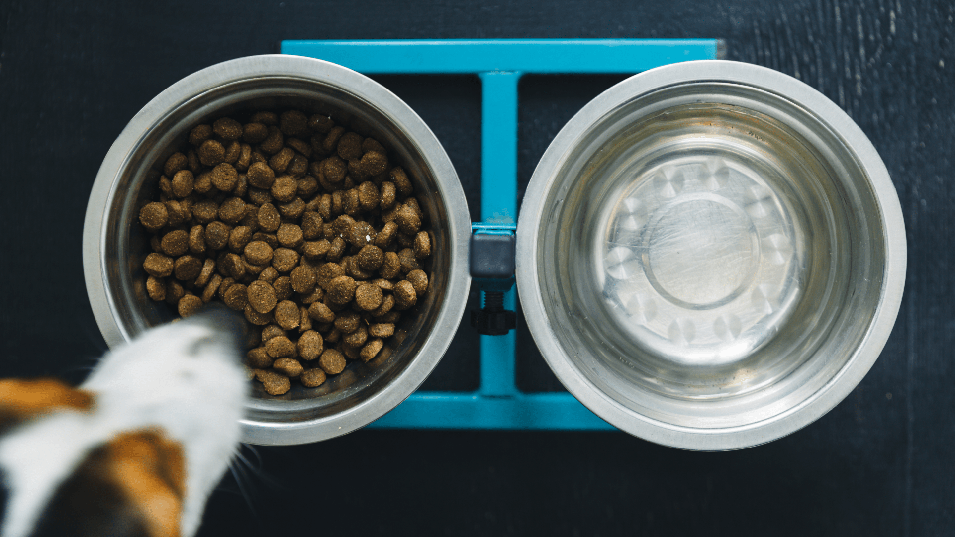 Steel dog bowls kept on an elevated stand that's blue in colour