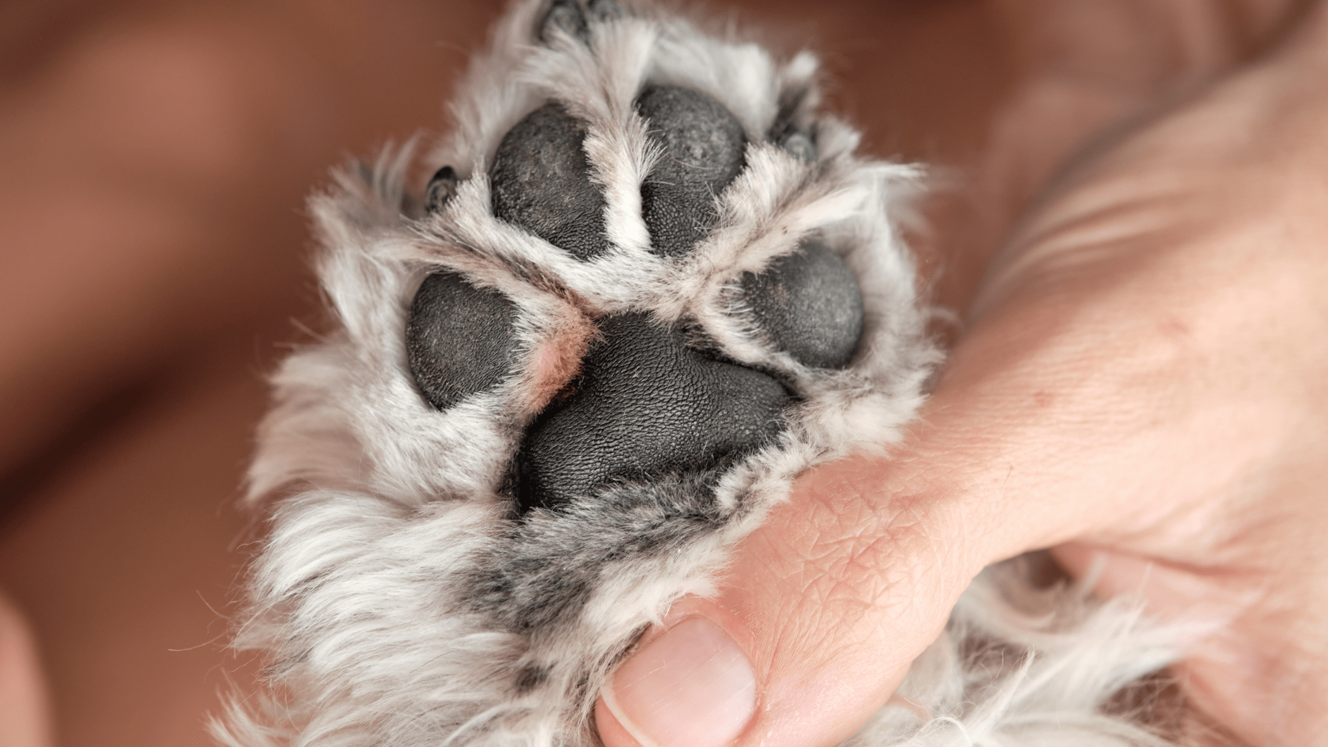 very dry paws with redness