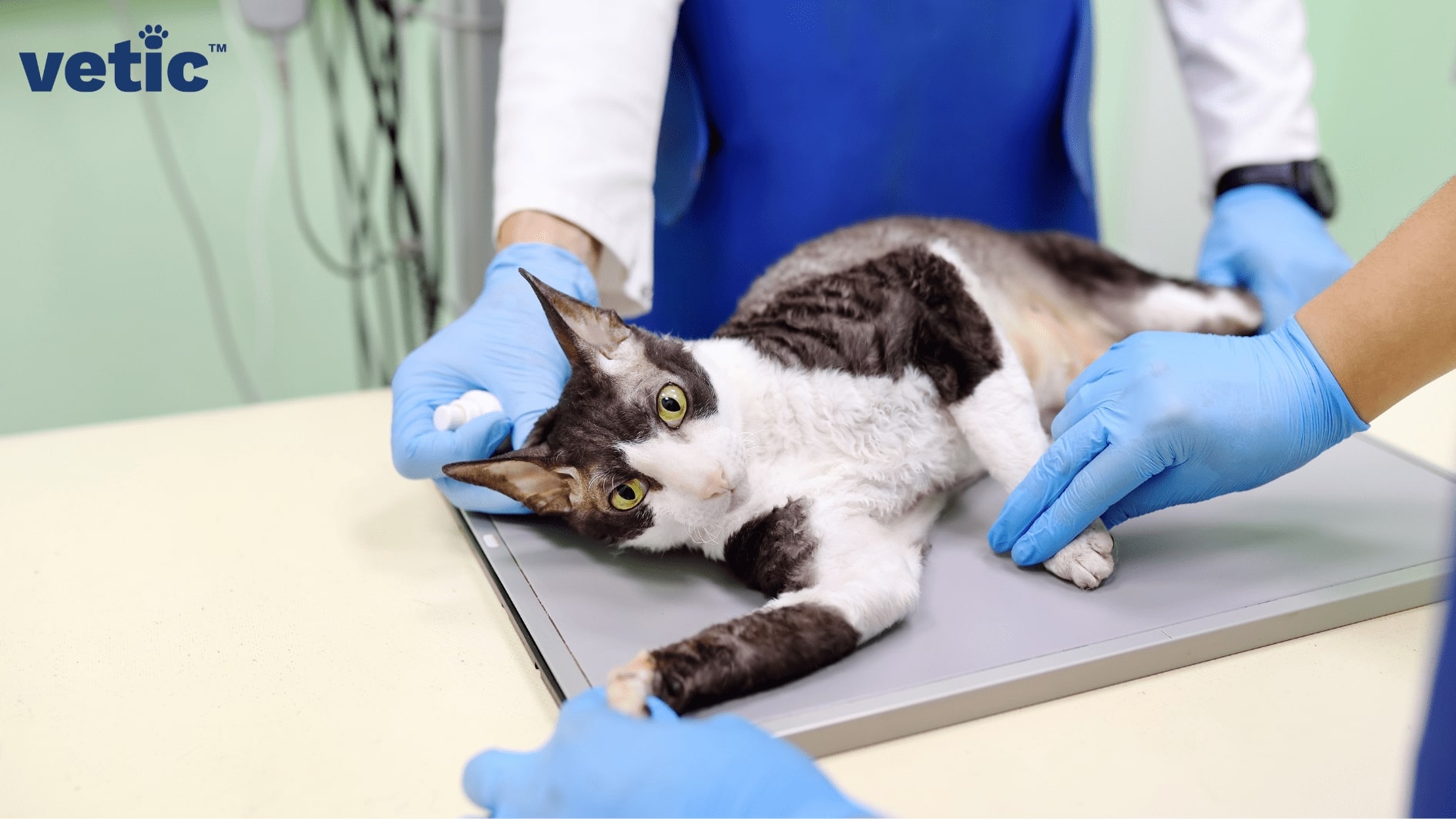 scared cat held on X-ray table by professionals wearing gloves. haemoprotozoa in cats often demand extensive diagnostic tests from RT-PCR to imaging. 