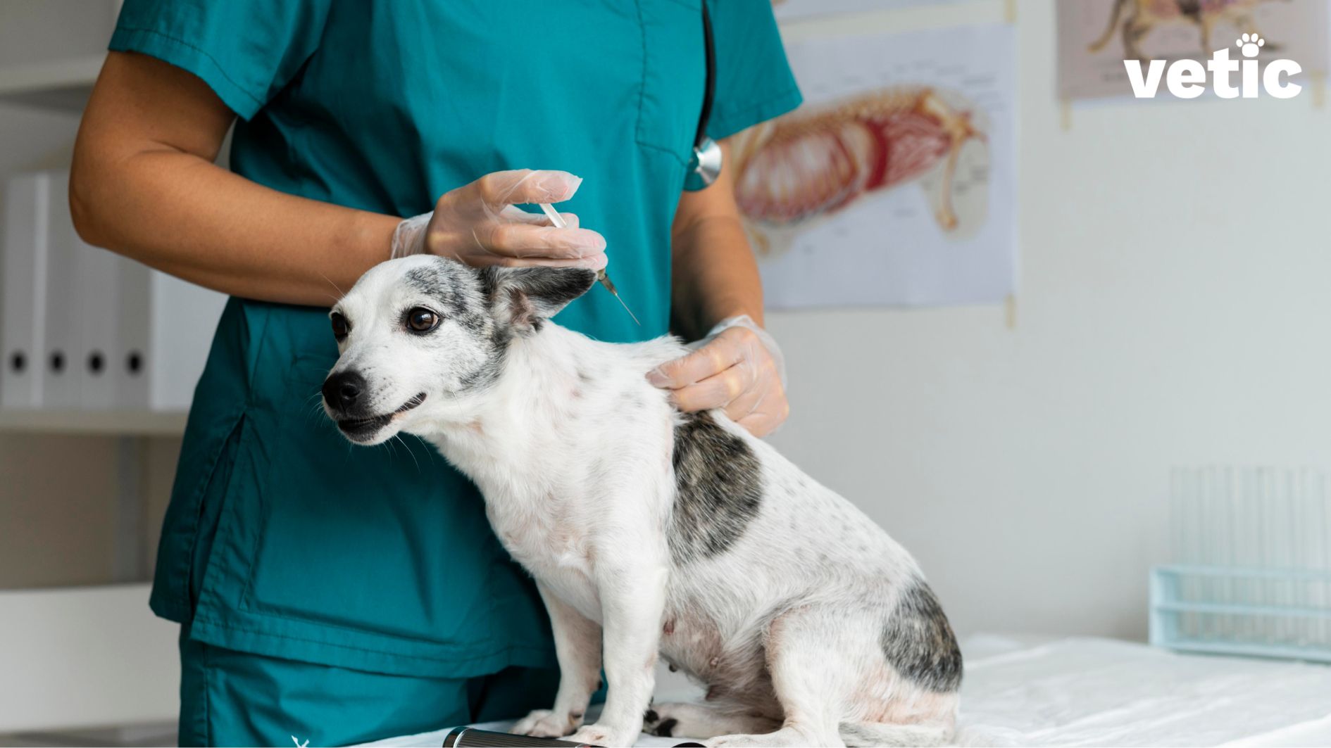 mixed breed black and white dog sitting on the examination table. Vet holding an injection of the vaccine for dog in one hand and lifting the skin between the shoulder blades with another hand. Give your puppy all the mandatory vaccines for puppies in India to protect them from deadly viral diseases. 