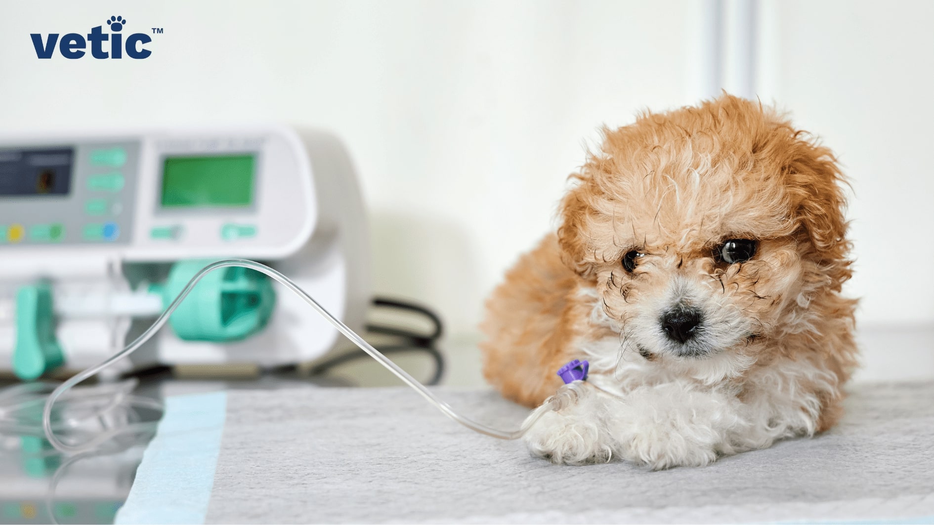 Small brown and white dog with curly fur half-lying on the treatment table with IV catheter. CKD in dogs requires extensive fluid therapy. 