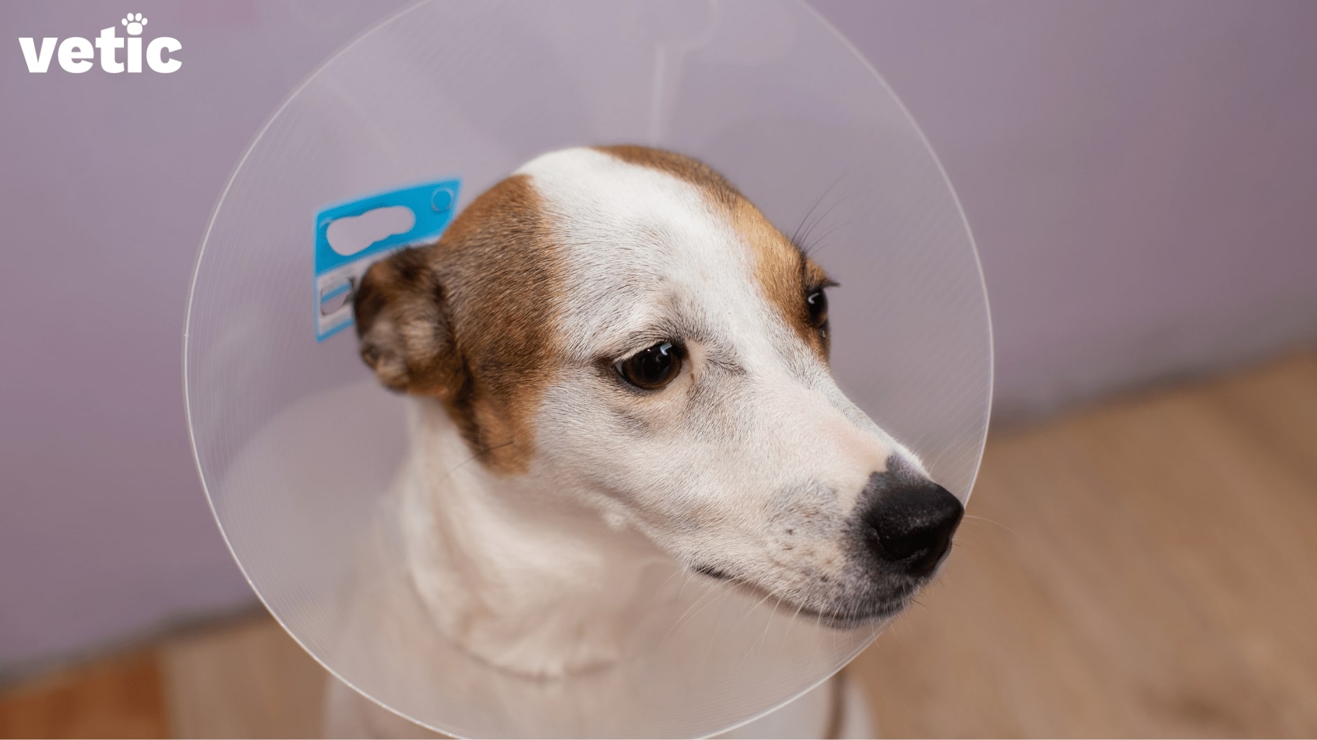 Dog in an e-collar after neutering