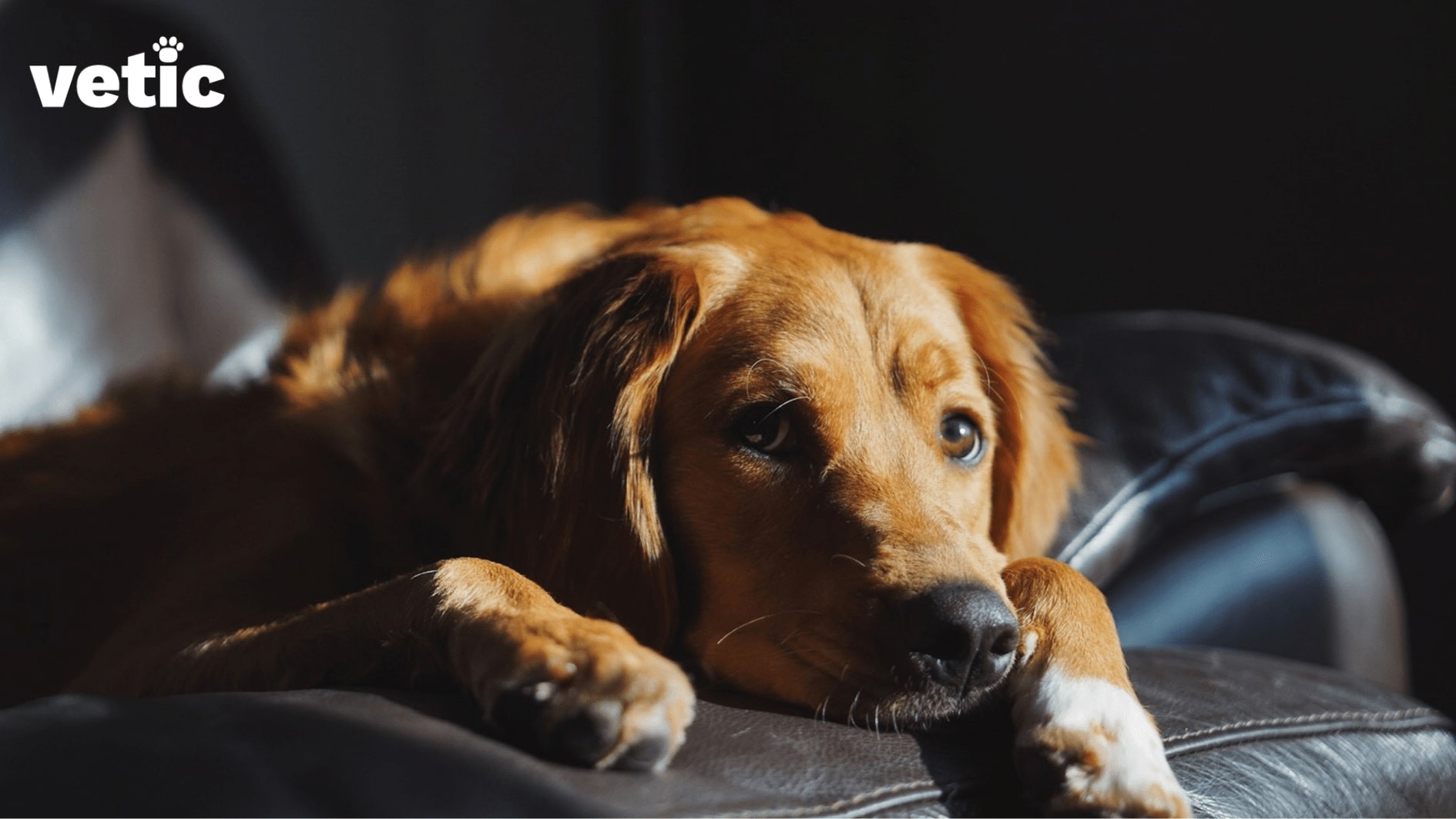 sad dog sitting on a leather couch with face on paws