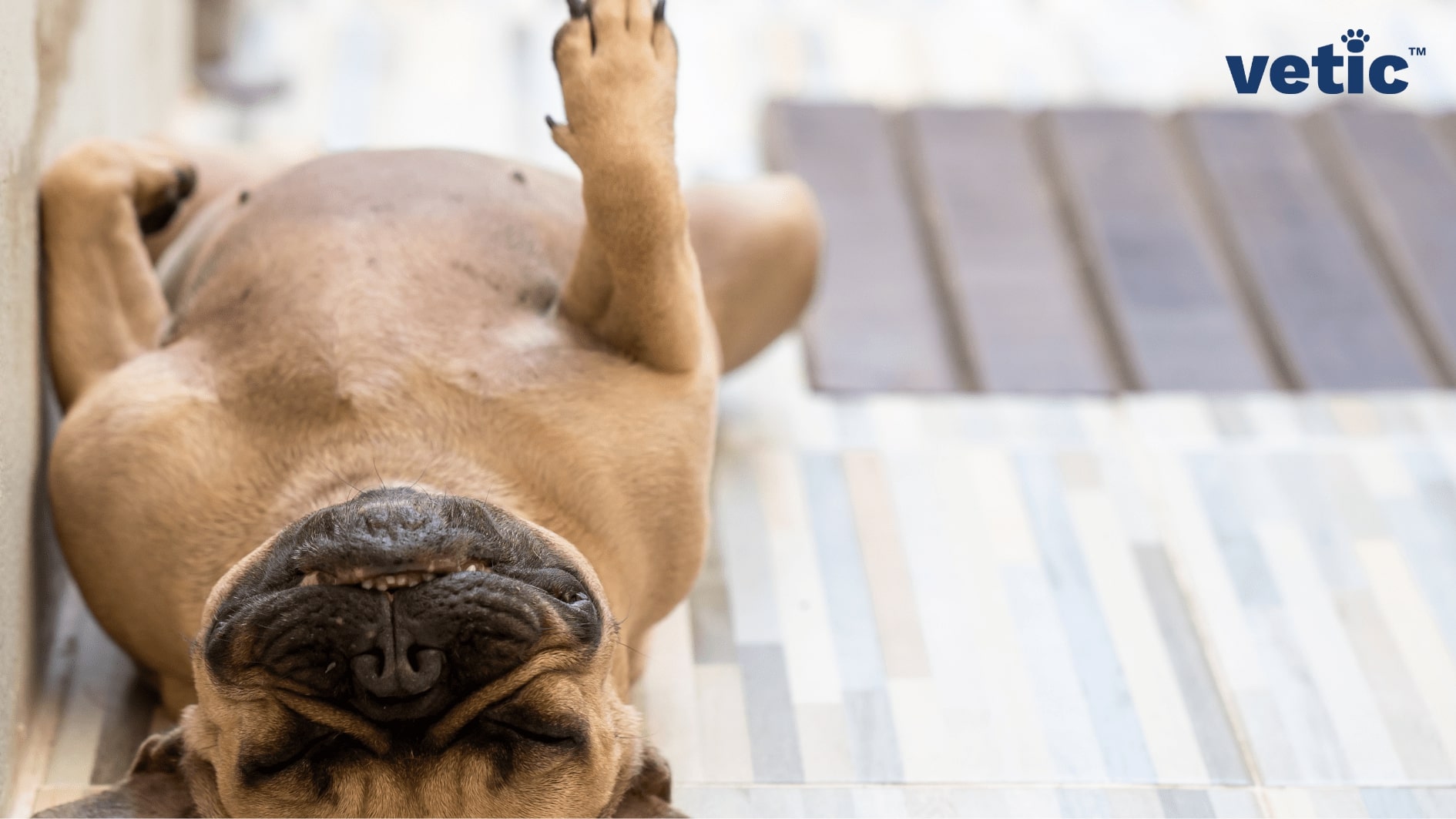 lazy french bulldor sleeping with paws in the air