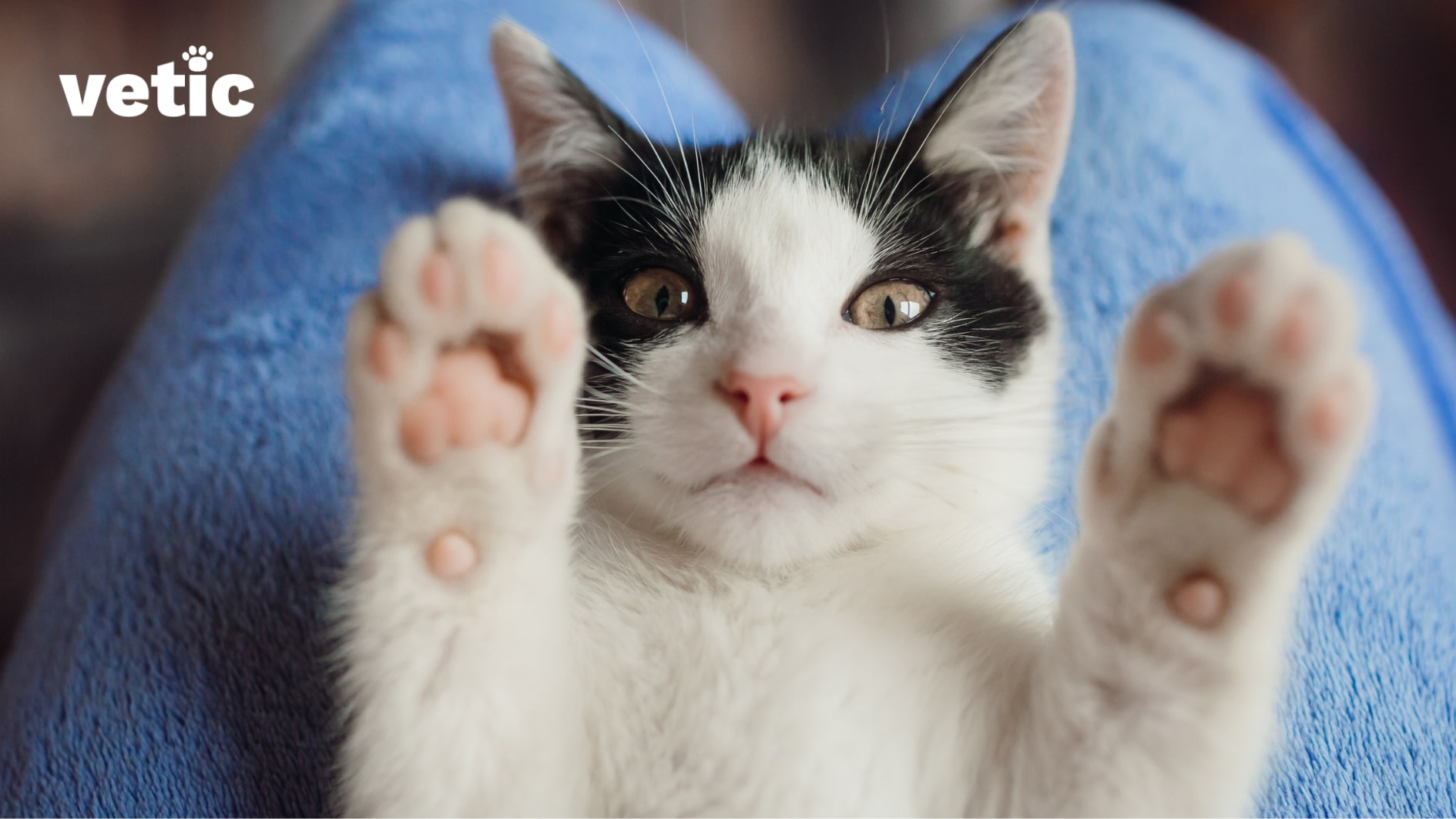Kitten lying face up on the lap with two front paws in the air, facing the camera. No nails are visible. To clip cat nails effortlessly, train them from a very young age. 