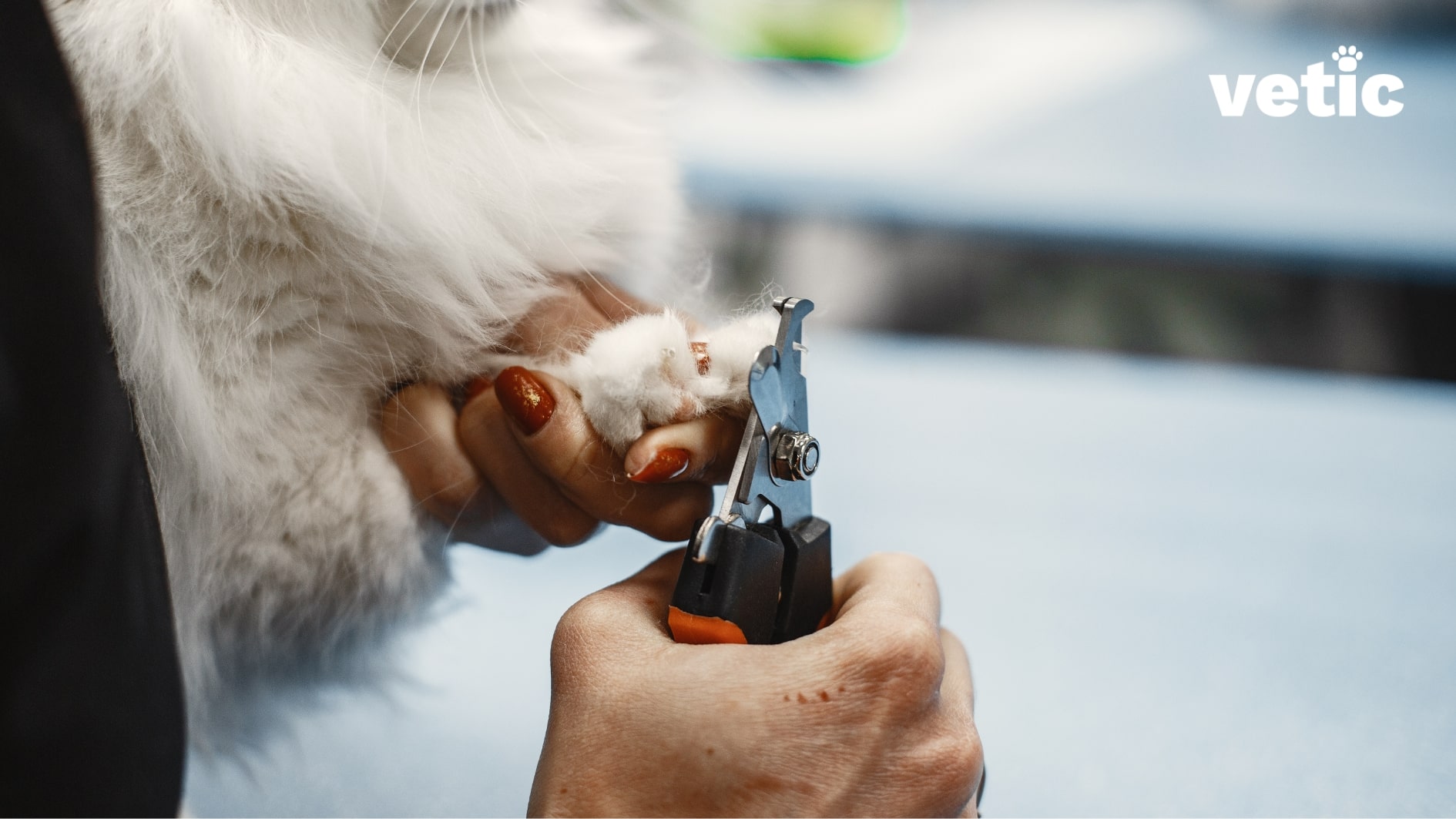 One hand holding a cat's paw the other one holding cat nail clippers to clip cat nails.