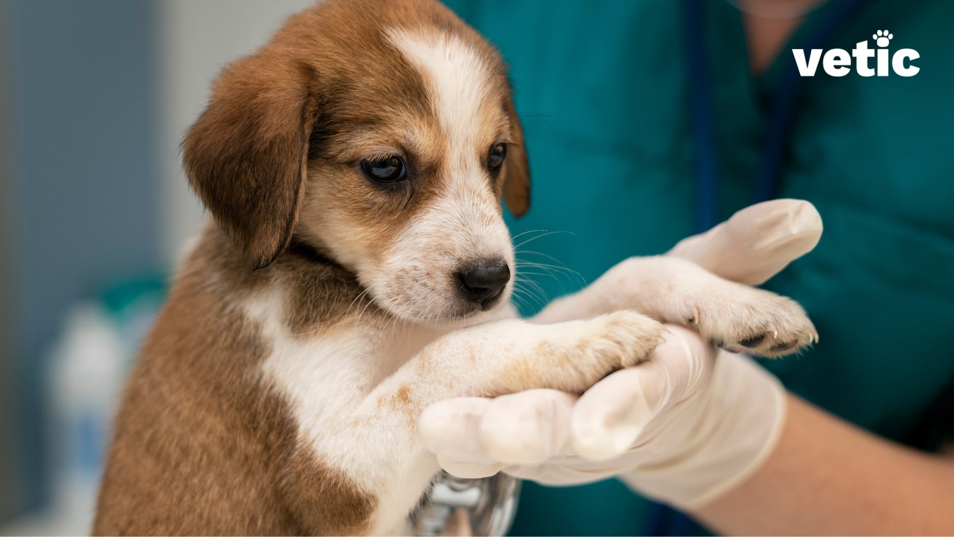 Brown and white puppy, approximately 60 days old, held up by one gloved hand and examined by another with a stethoscope. Puppies are particularly vulnerable to gastroenteritis. Even after vaccination, gastroenteritis in dogs can happen due to toxicosis, poisoning, indigestion and protozoal infections.