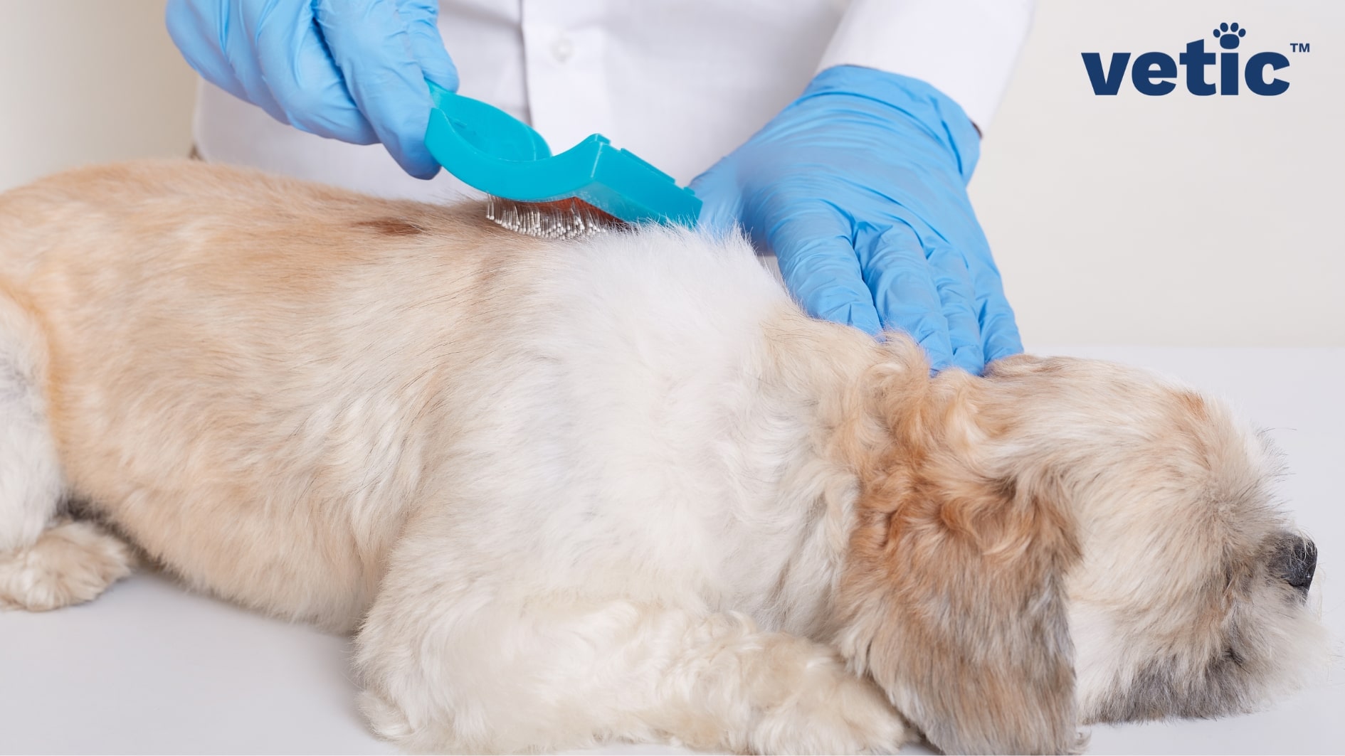 Hands in blue gloves using a deshedder to brush a medium-long haired dog.