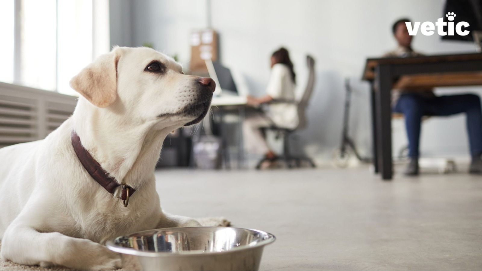 Labrador sitting inside an office in front of his food bowl while people are working. when you take your pet to work carry their food and water bowls.