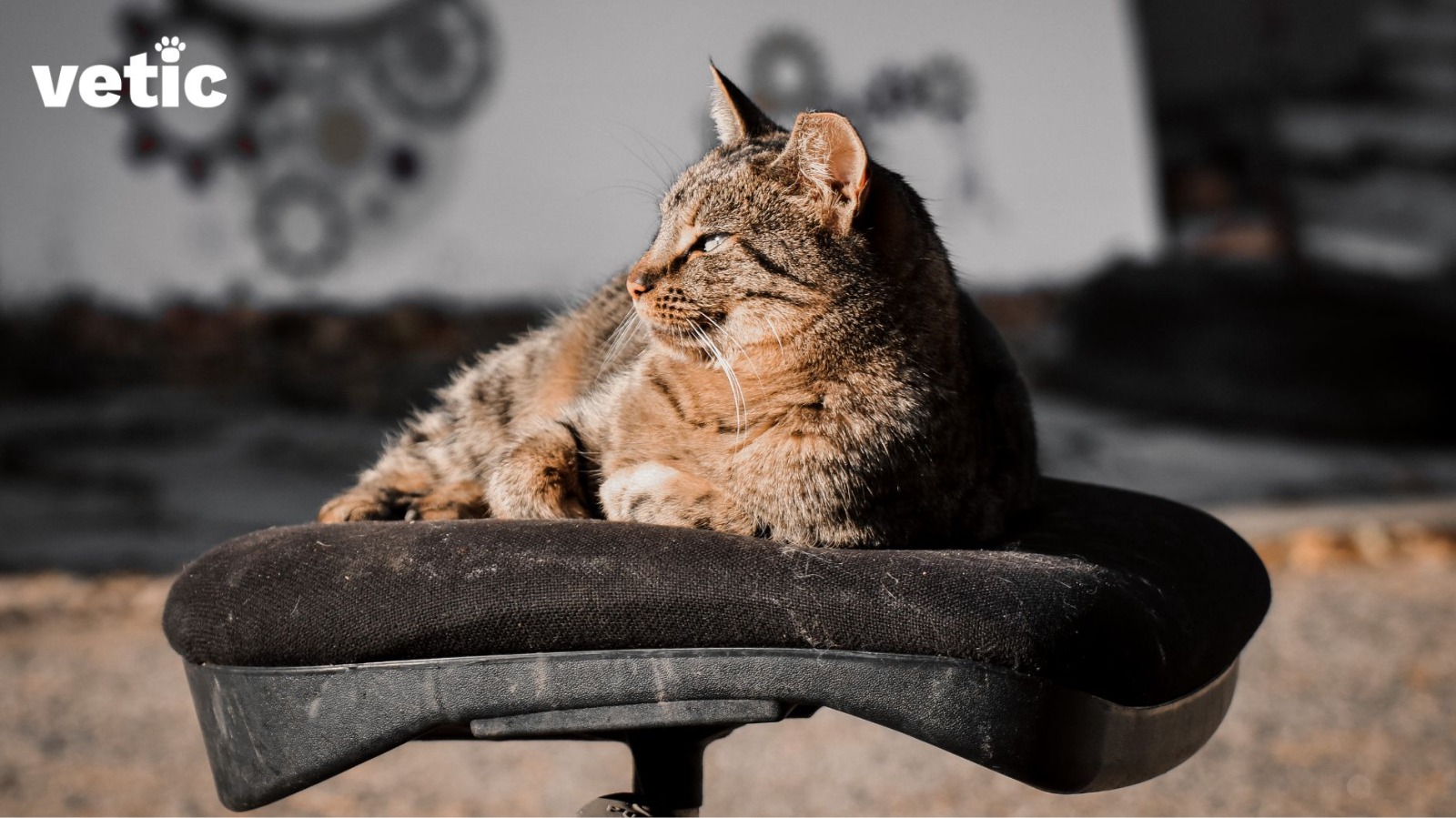 Tortoise shell cat sitting on a work stool. When you take your pet to work, make sure they have a comfortable spot to sit and rest.