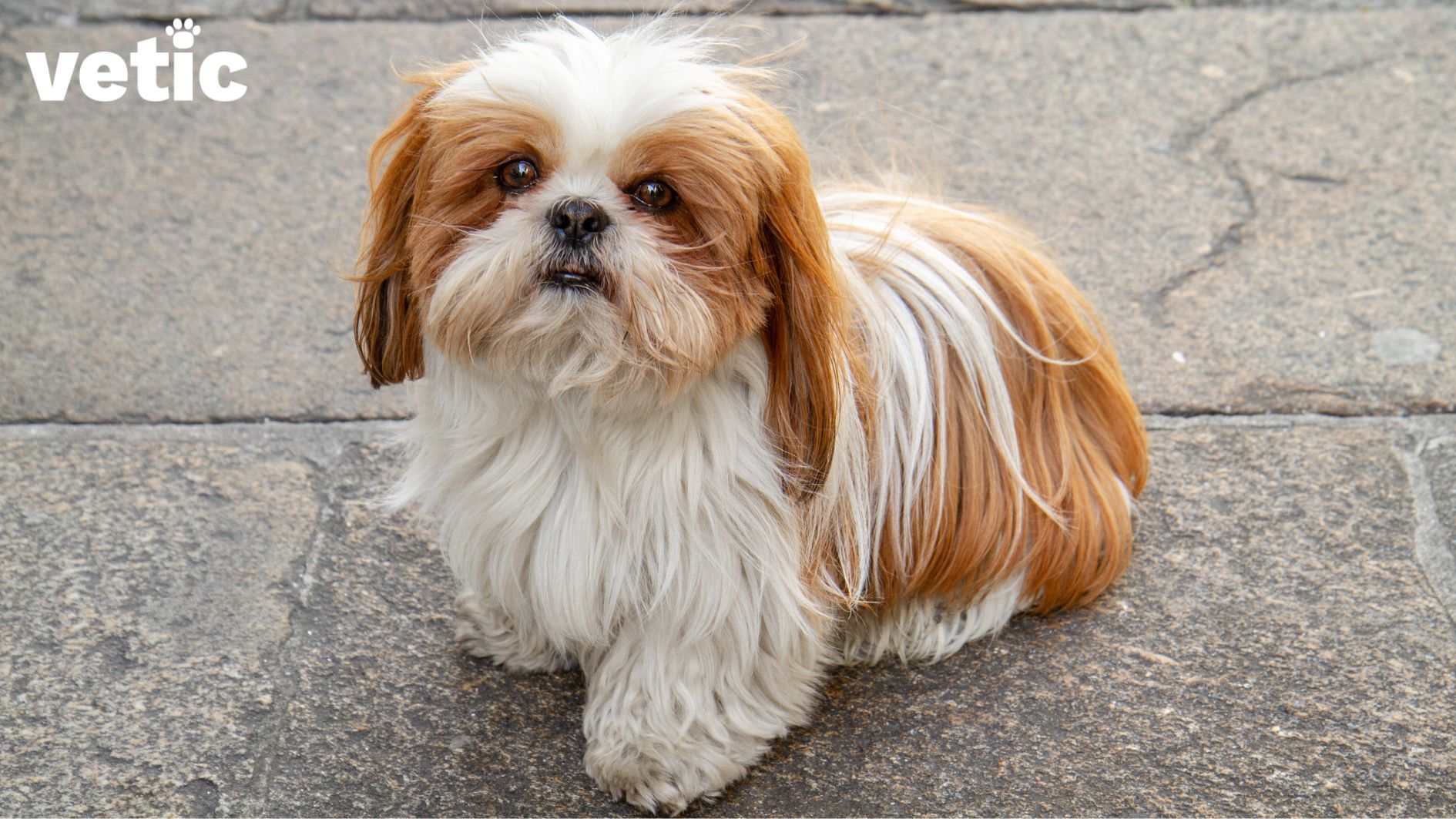 Shih Tzu breed pup sitting on a stone pavement looking up at the camera. The pup has light brown fur around their eyes, on their ears and back. The photo also has a Vetic logo on the top left corner. 