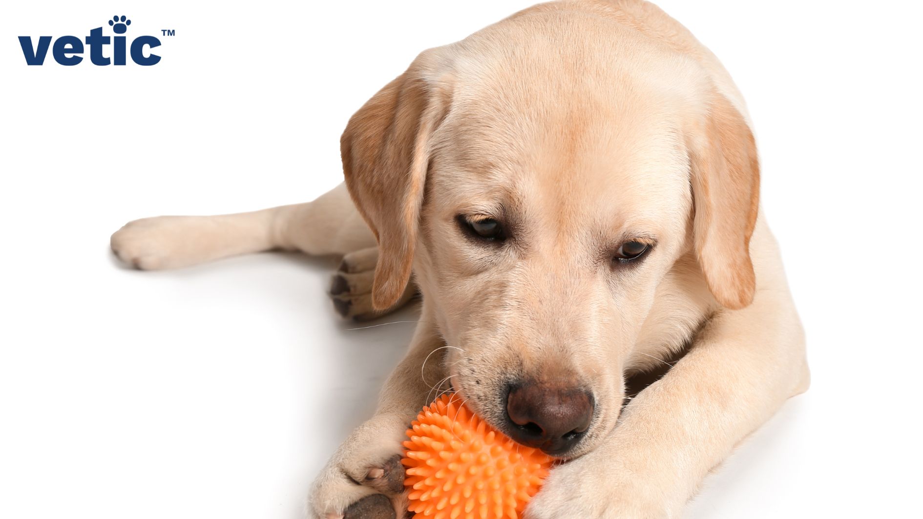 labrador puppy sitting and chewing on an orange spiked ball.
