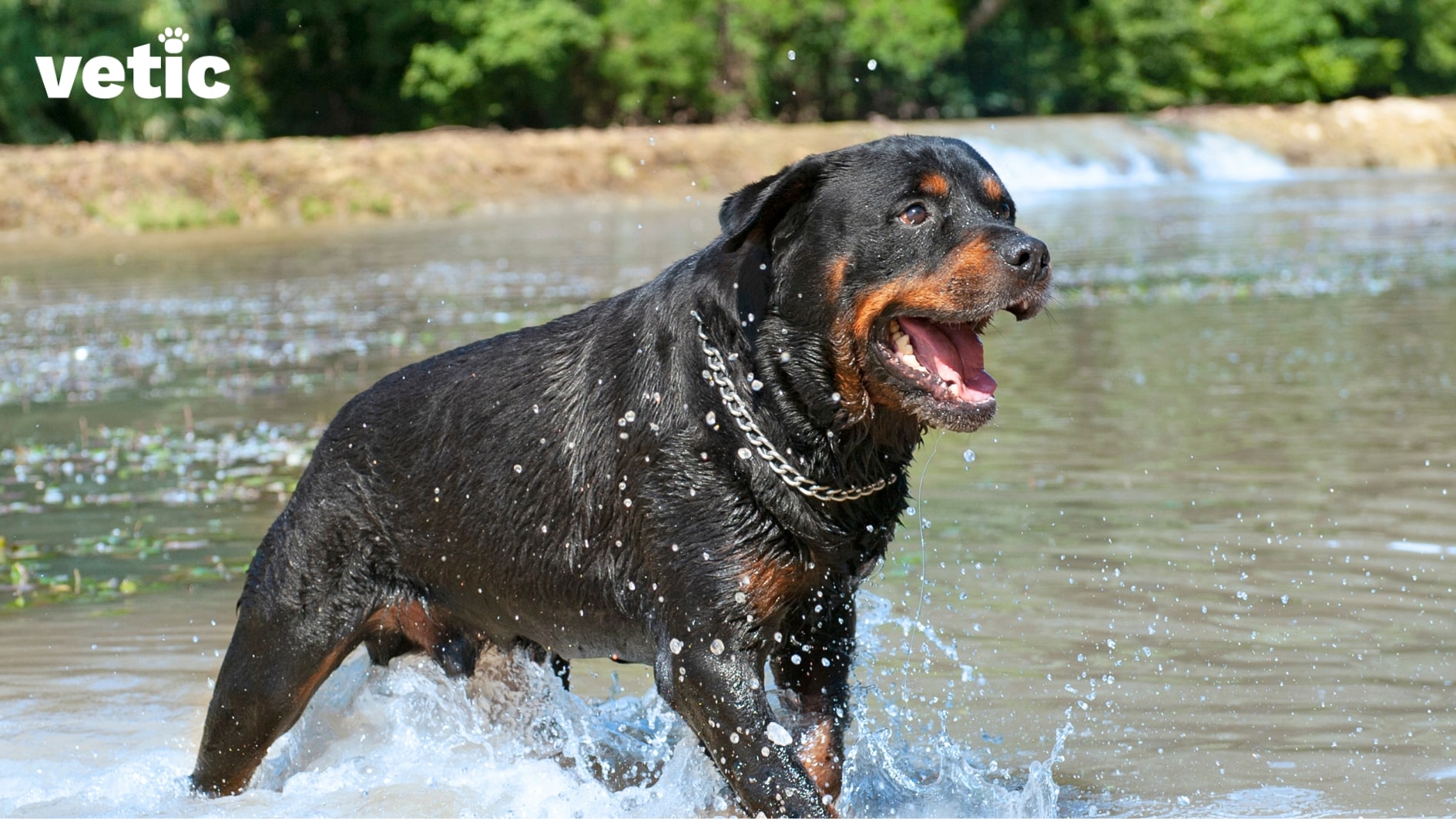 An adult of the Rottweiler breed with a metal linked chain around his neck and no leash coming out of the water. he looks super excited and happy.