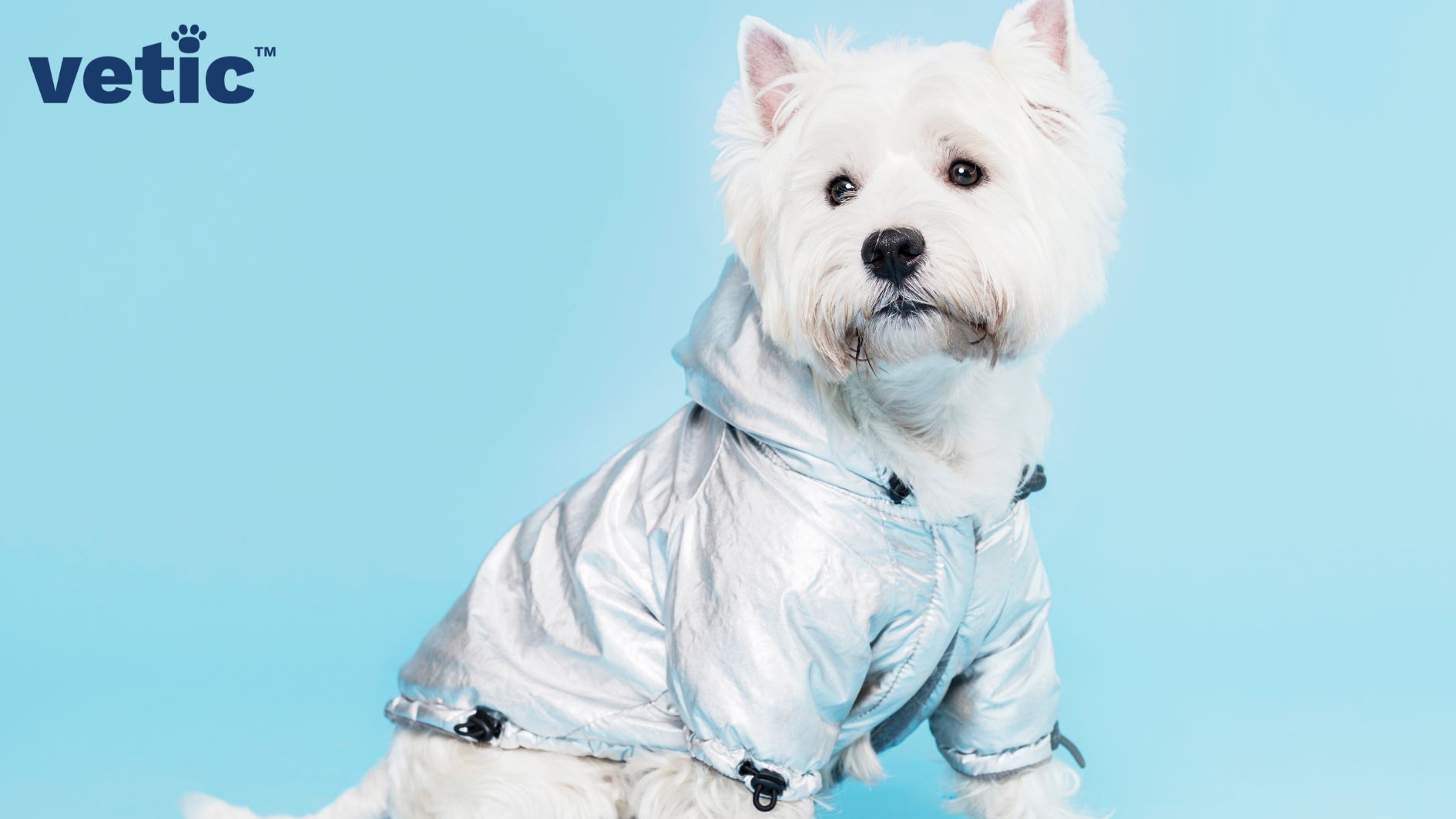 Shih tzu in a silver jacket cum raincoat.