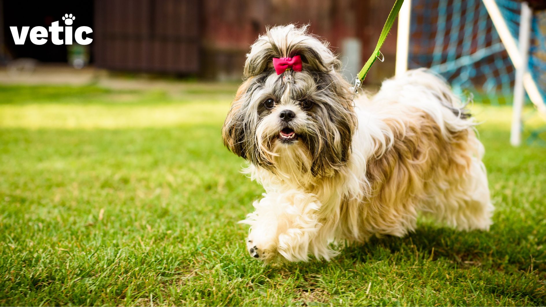 A photo of a Shih Tzu with flowing long fur on the grass by Vetic. She has a cute pink bow and a classic Shih Tzu pony. She is on a green leash.