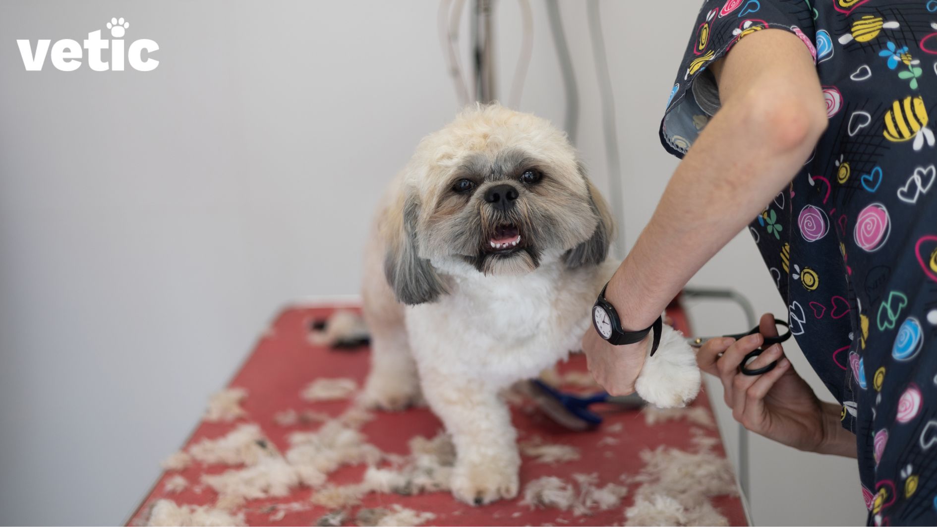 A happy Shih Tzu breed adult dog on a grooming table. They are being groomed with professional scissors by a professional groomer wearing a printed on black scrub. The photo has a logo of Vetic on the top left corner.