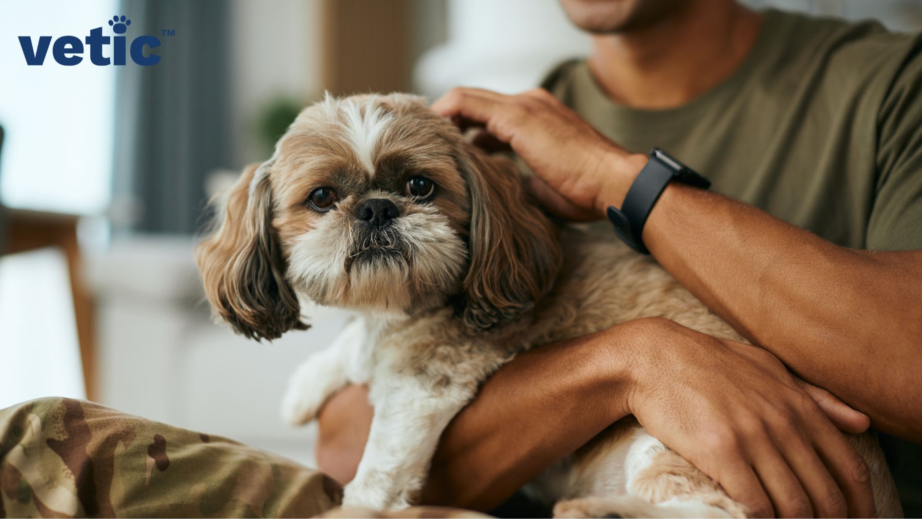 Shih Tzu breed adult sitting on a man's lap looking back at the camera. He has dark brown fur around his eyes and on his ears. It is a photo posted by Vetic, veterinary care.