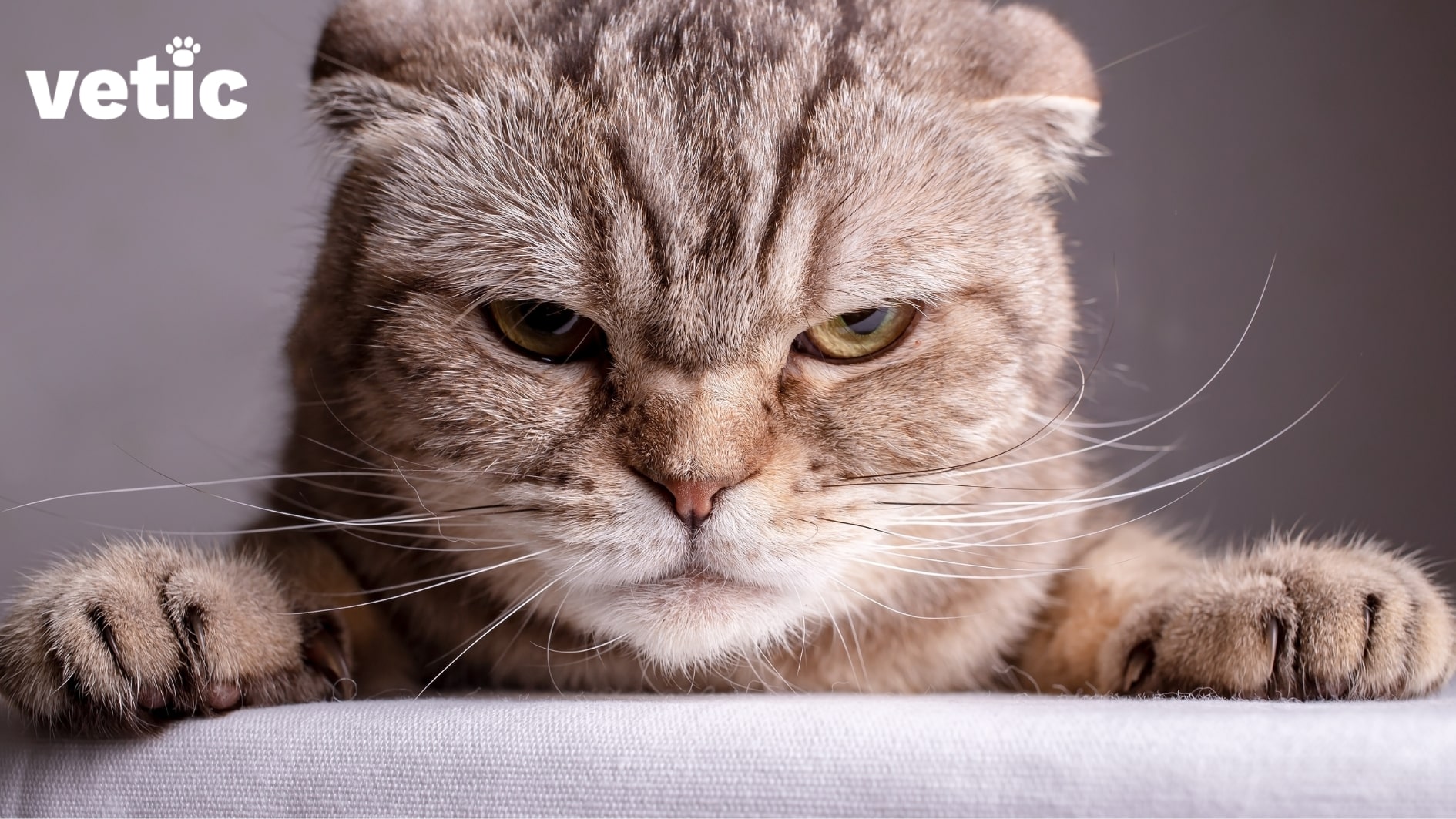 A closeup of just the face and front paws of a light brownish grey cat. He doesn't look pleased at all. new owners often make mistakes that cause cats to behave aggressively.