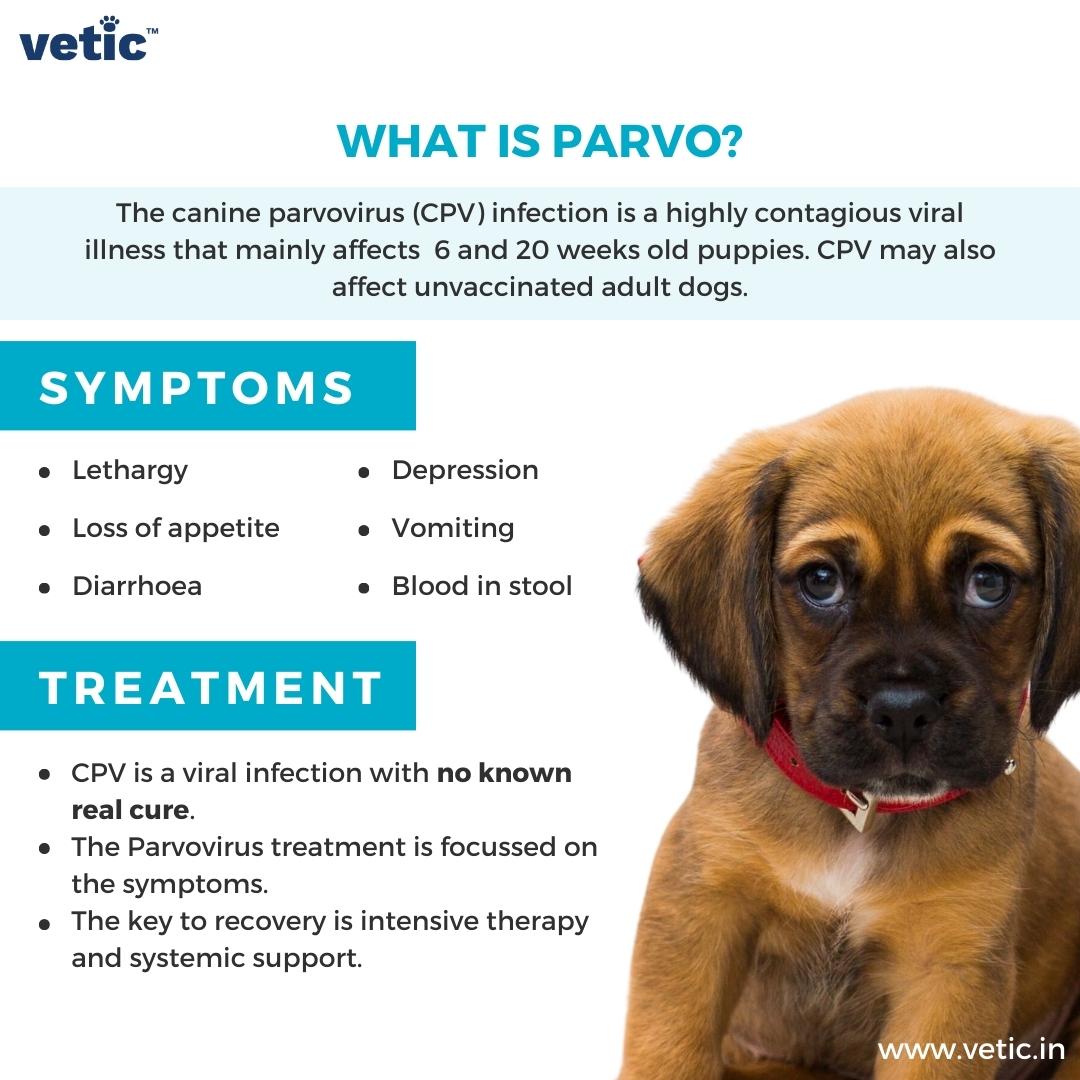 Infographic titled "What is Parvo?" by Vetic. It states the symptoms of canine parvovirus infection that include lethargy, depression, loss of appetite, vomiting, diarrhoea and blood in stool. and possible treatments for parvo in dogs including fluid therapy and systemic support.