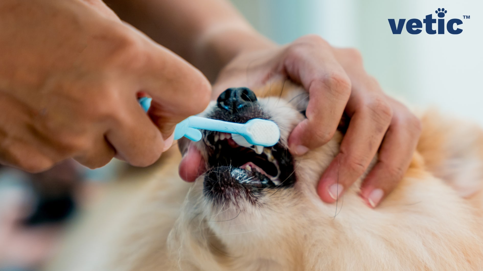 Two hands. The left hand holding the mouth of a Pomeranian open while the right hand is holding a baby blue doggy toothbrush, trying to brush their teeth.