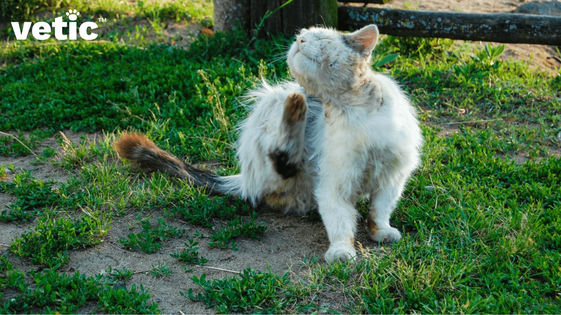 Very ragged looking flea bitten white cat with a tangled and matted coat sitting outside and scratching himself. Several Common cat health problems are more prominent in outdoor cats.