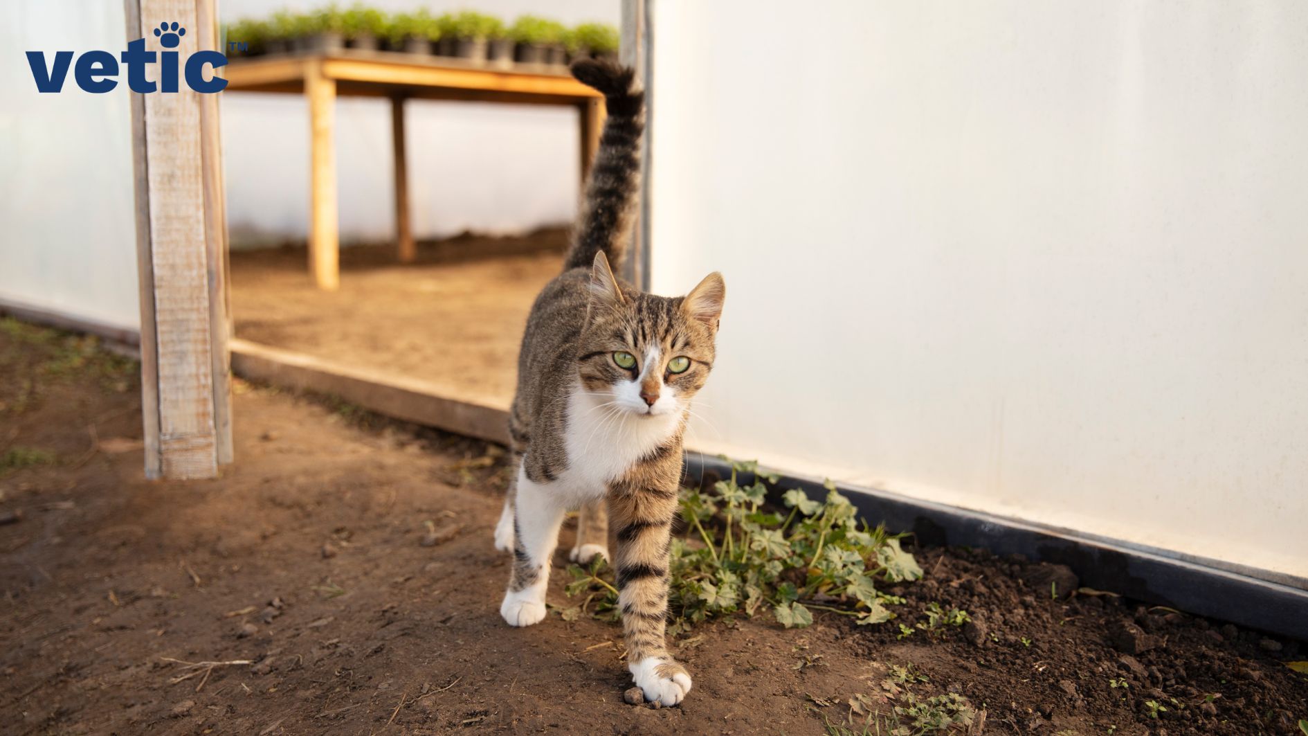 Patched print cat with white muzzle, chest and paws roaming freely outdoors. Neutering cats can prevent unwanted roaming.