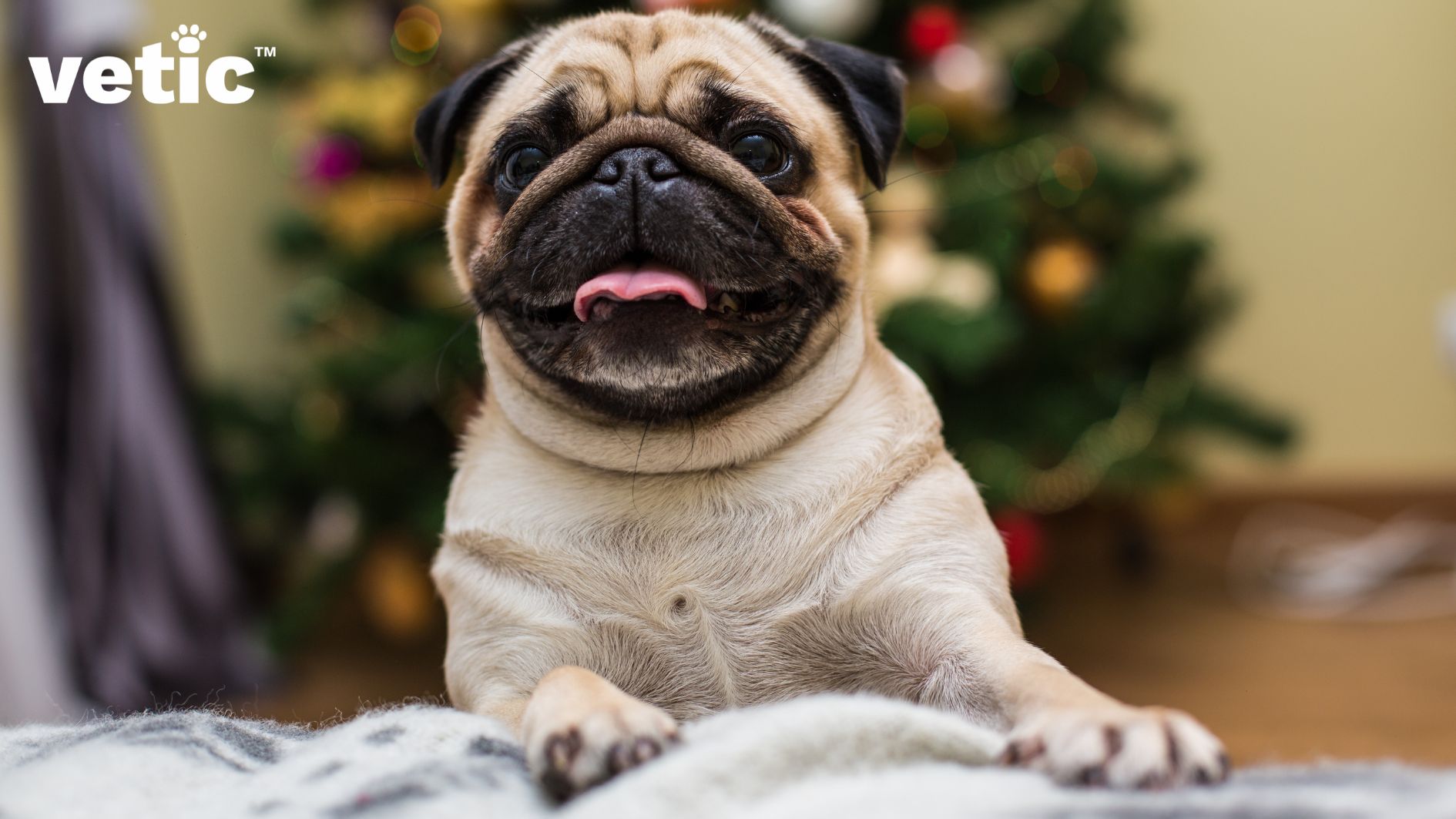 A young pug with two front legs up on the bed. A christmas tree can be seen in the background. When adopting a pug, know they are wonderful couch potatoes.