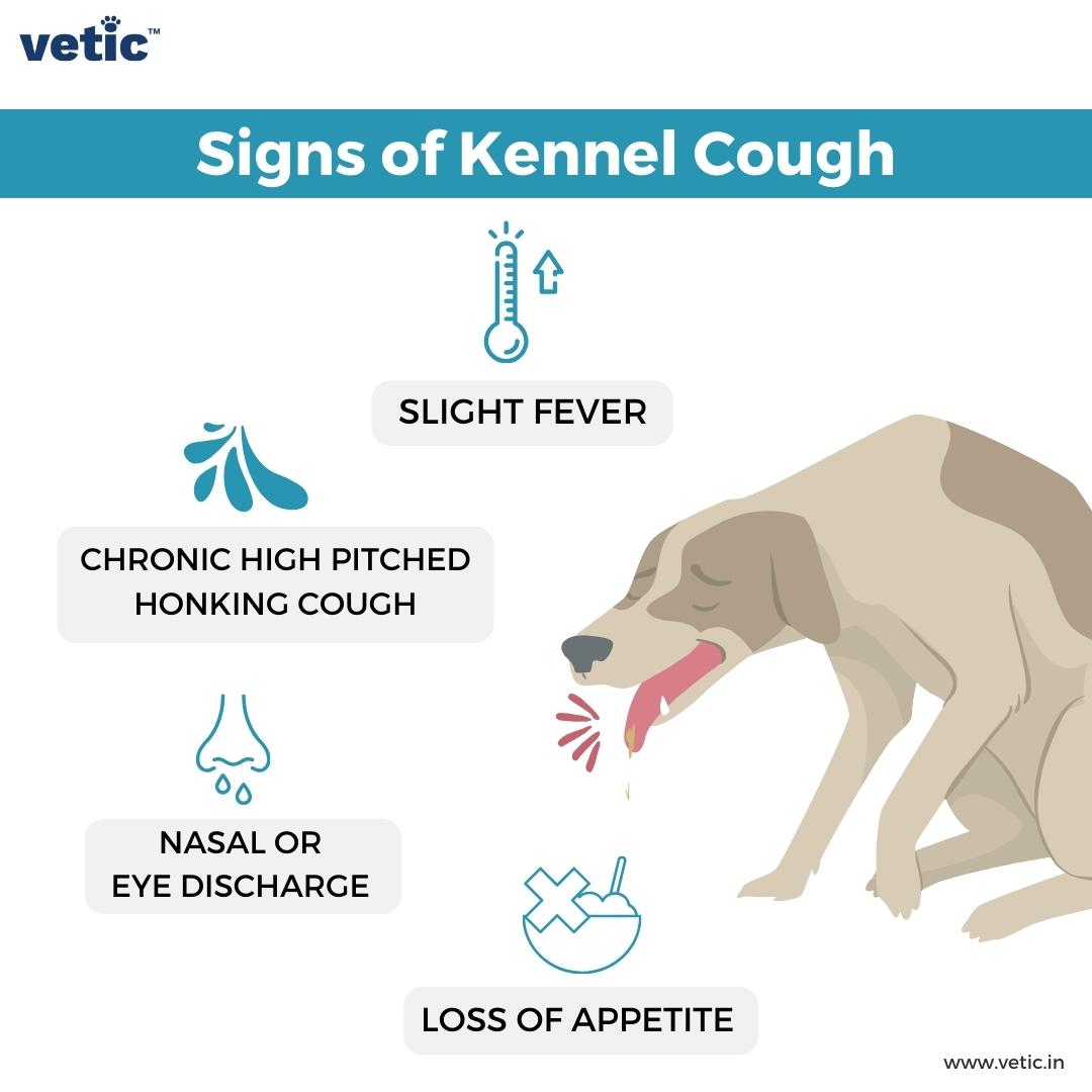 Infographic titled "Signs of Kennel Cough". Kennel Cough is one of the probably causes why your dog is coughing persistently and loudly. the infographic contains signs of KC including slight fever, chronic high pitched honking cough, nasal or eye discharge, and loss of appetite.