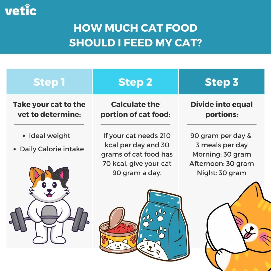 Infographic on how many calories your cat needs and how much cat food you should feed depending on these calories. Title - How Much Cat Food Should My Cat Eat?