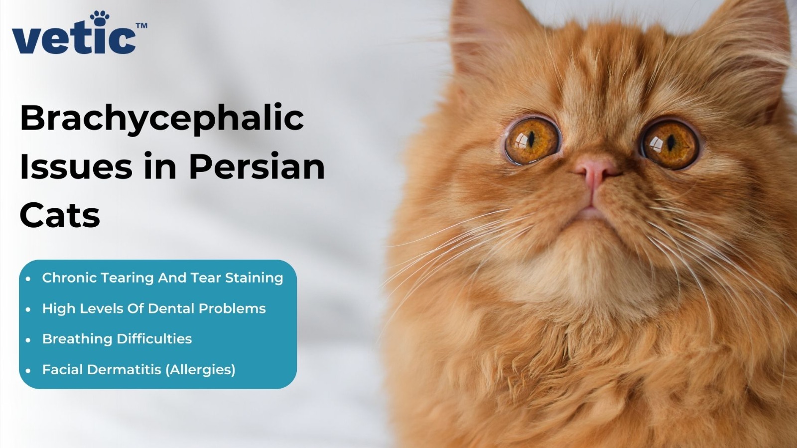 Infographic titled Brachycephalic Issues in Persian Cats. The listed issues include - Chronic Tearing And Tear Staining High Levels Of Dental Problems Breathing Difficulties Facial Dermatitis (Allergies) Which means you need to take care of your persian cat more closely as compared to other Indie or mixed breed cats.