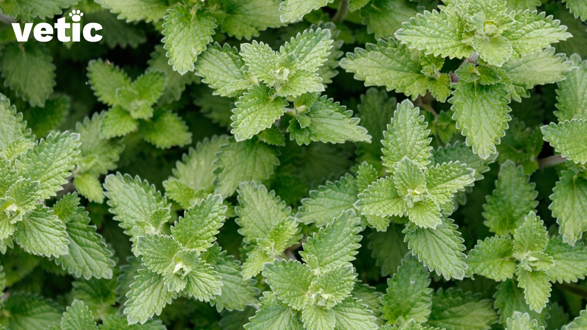 Photo of the catnip plant - Nepeta cataria. Cats and catnip have a more interesting love story than Bella and Edward!