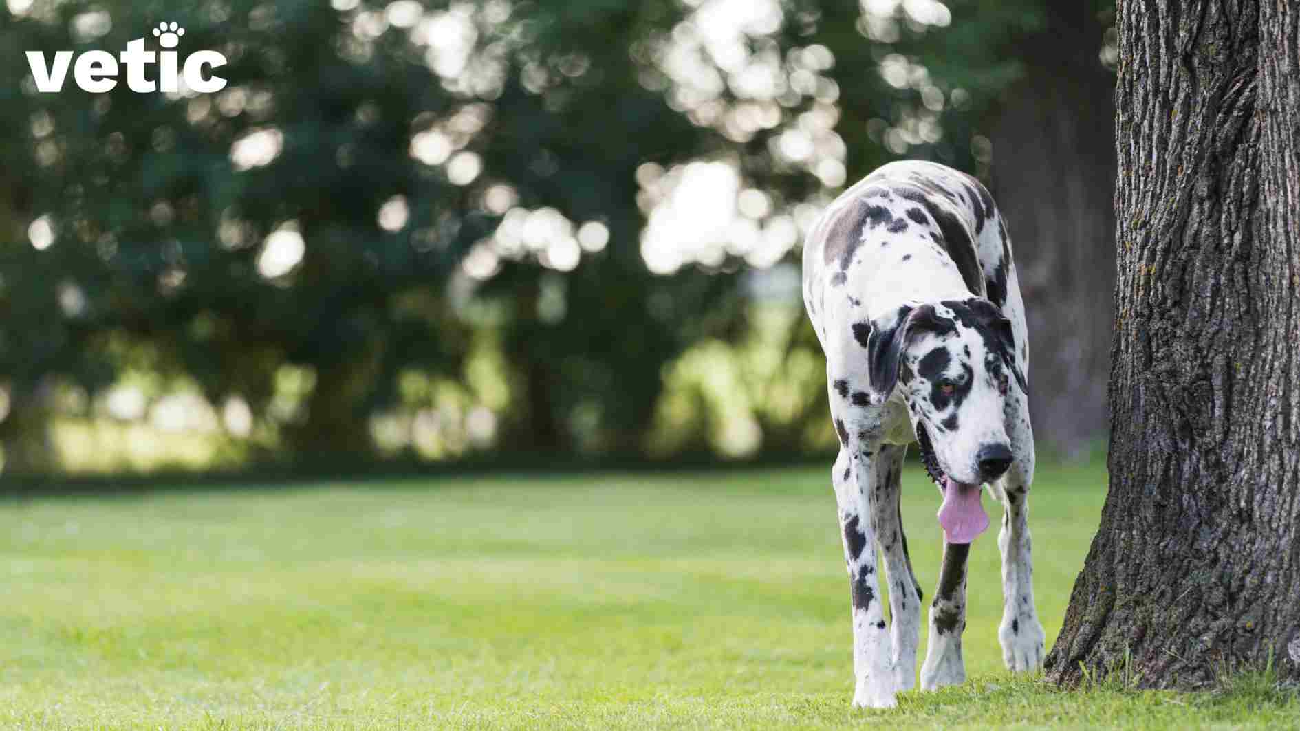 A Harlequin Great Dane (Black and White) sniffing the trunk of a tree in the dog park. The hunting breed often finds itself in trouble because they follow their noses!! Photo by Vetic veterinary clinic and services