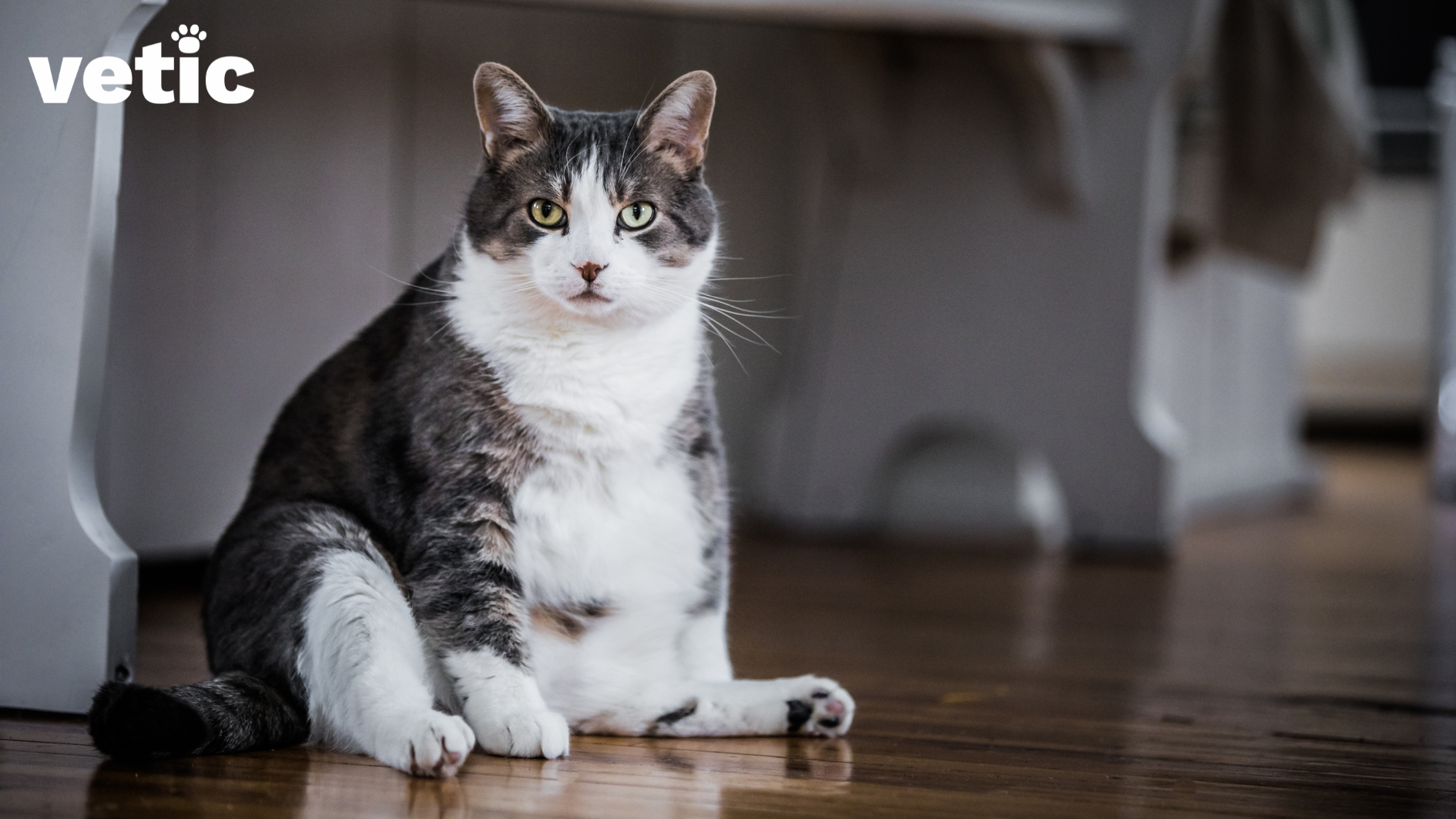 Image of a very obese cat sitting on the floor with his hind legs splayed out looking at the camera. The cat is grey with a white underside and muzzle. Obesity in cats is very common nowadays