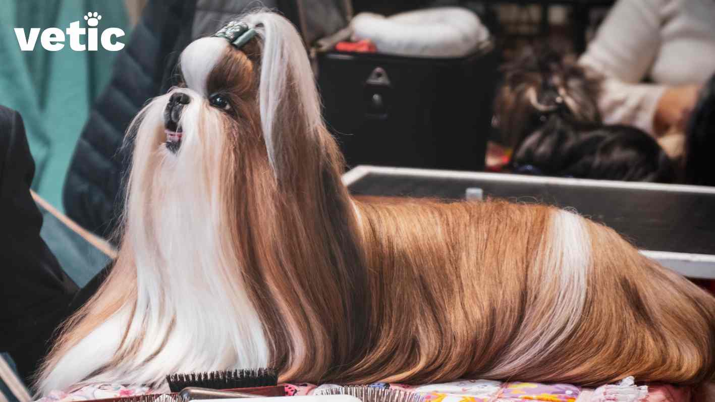 A freshly groomed Lhasa Apso in breed standard hair-do (top knot). The Lhasa dog is white and brown in colour with most of their face and chest white. Grooming tools such as hairbrushes can be scene on the covered grooming table. Photo by Vetic veterinary care. 