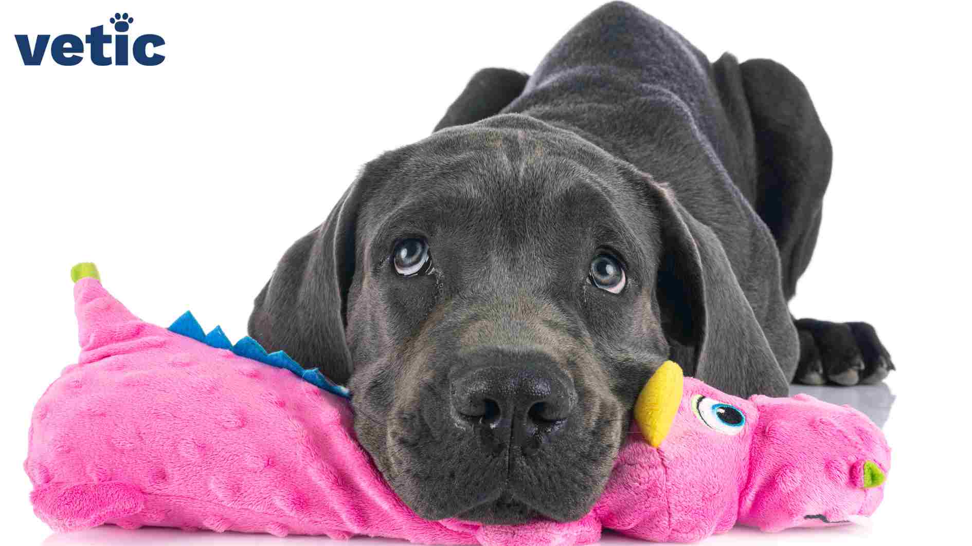 A black great dane with light grey eyes literally making a puppy face at the photographer while resting their face on a fuchsia dinosaur plushie toy. Photo by Vetic veterinary care services