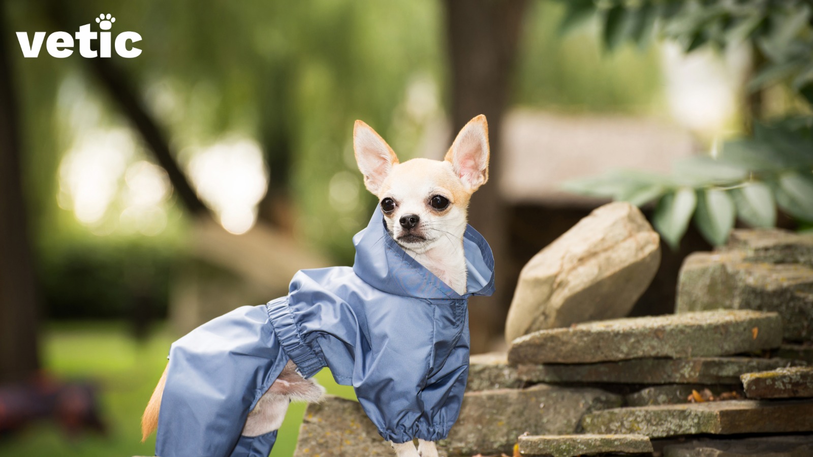 A teacup chihuahua breed adult wearing a blue raincoat. they do not like the cold or wet weather. Photo by Vetic