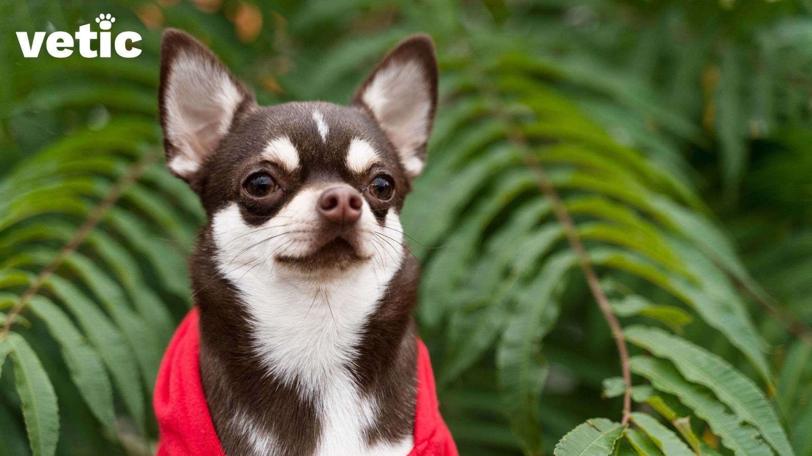 A brown and white chihuahua breed adult dog. has distinct "eyebrow" marks with a white muzzle and inner years. the brown markings make it look like they are wearing a brown mask. they have a red sweatshirt on. Photo by Vetic