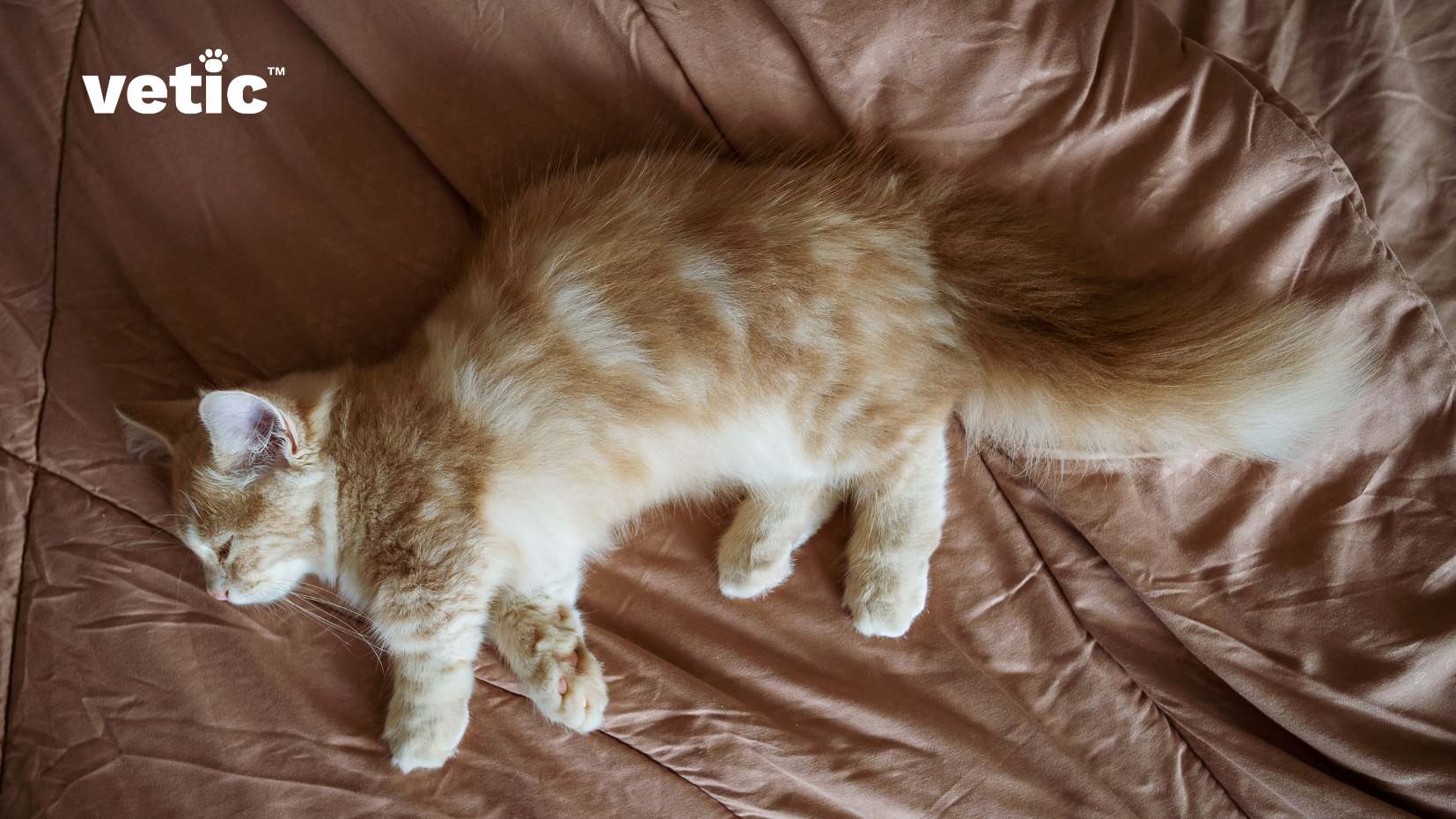 The main subject of the image is a light-colored cat with white and cream fur. It has a fluffy tail and short legs, which are characteristic of the Munchkin breed. The cat has large, wide-open eyes and appears to be looking directly at the camera. It is lying on its back on a round yellow cushion that contrasts with the cat’s light fur color. The cushion is placed on what appears to be brown bedding or fabric