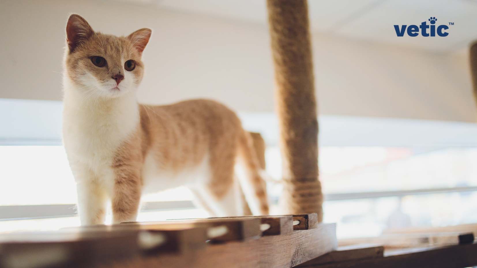 The main subject of the image is a light brown and white cat standing on a wooden surface. The cat’s body is elongated, and it has short legs, which is characteristic of the Munchkin breed. In the background, there is a scratching post wrapped in rope material. The environment appears to be indoors with natural light illuminating the scene from behind.