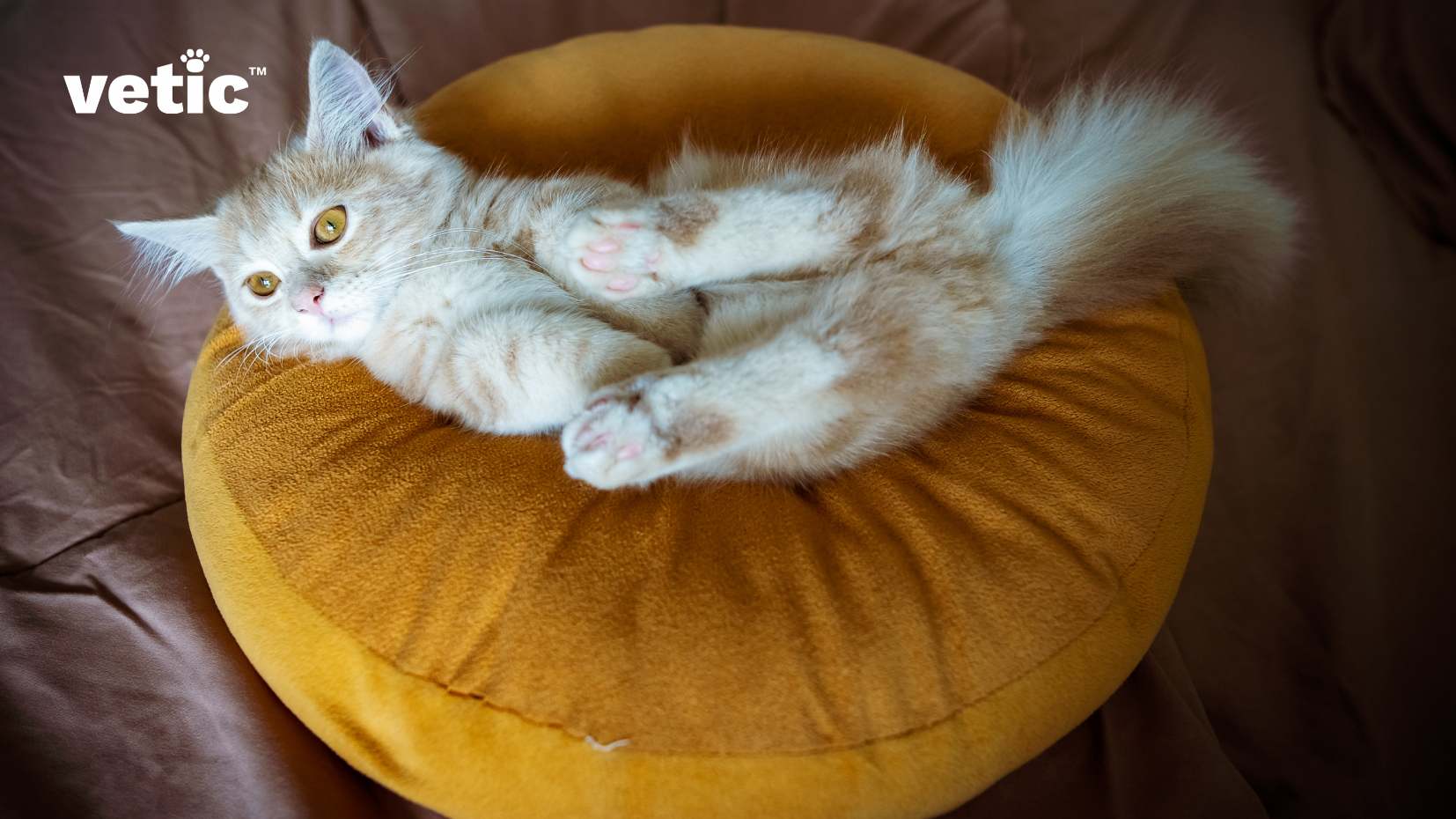 The image features a fluffy, light brown and white cat lying comfortably on a brown leather surface. The cat appears relaxed and is laying on its side with its eyes closed, possibly sleeping or resting. Its fur is soft and well-groomed, displaying various shades of light brown, cream, and white. The tail of the cat is bushy and extends outwards.
