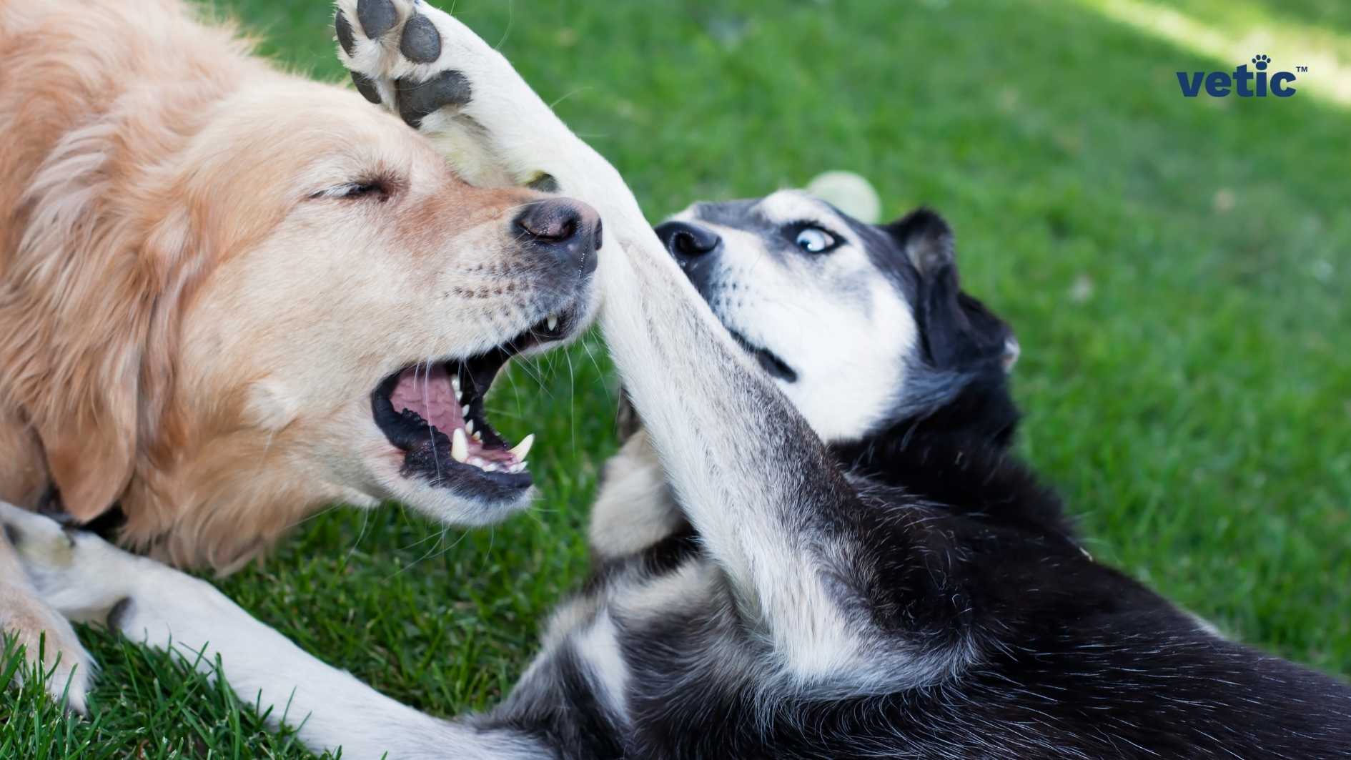 The image shows two dogs lying on a green grassy field. One dog is a black and white Husky with blue eyes, and the other dog is a golden-colored Golden Retriever. The Husky is raising its paw towards the Golden Retriever’s face, as if trying to play with it. There is a watermark “vetic” at the top right corner of the image. Husky and Malamute are both northern breeds that have thick fur, erect ears, and bushy tails. However, they differ in their playfulness and compatibility with other dogs. Huskies are more playful and outgoing than Malamutes, and tend to get along well with other dogs and animals.