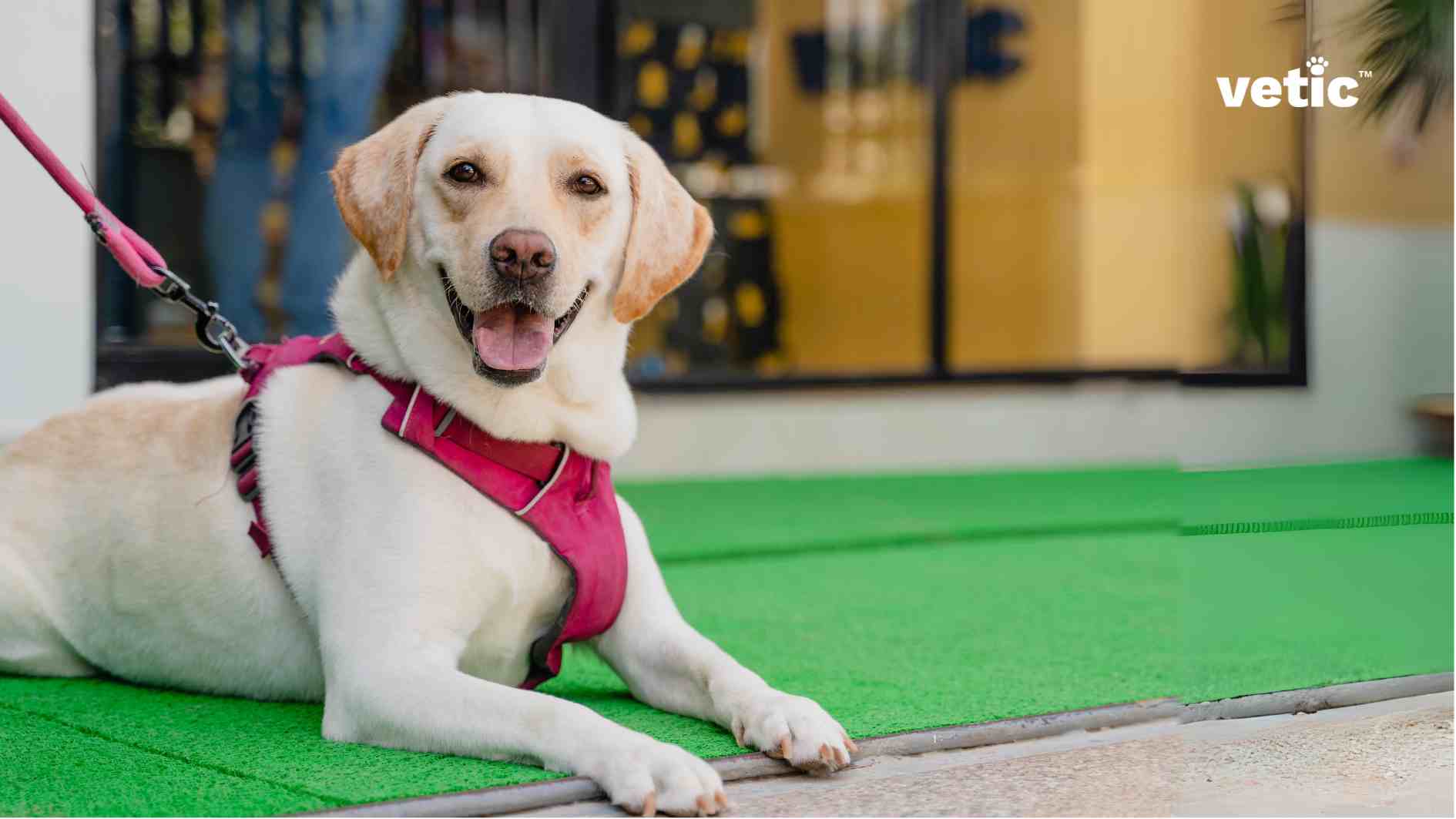 The image depicts a dog wearing a pink harness and attached to a leash. The dog is sitting on a green surface, which appears to be artificial turf. In the background, there’s part of a building with glass doors or windows, and some decorative elements are visible inside. The word “vetic” is written in lowercase letters on the top right corner of the image. The labrador is sitting outside the Vetic Thane Clinic. Golden retrievers and labradors are both very amicable to training and socialisation.