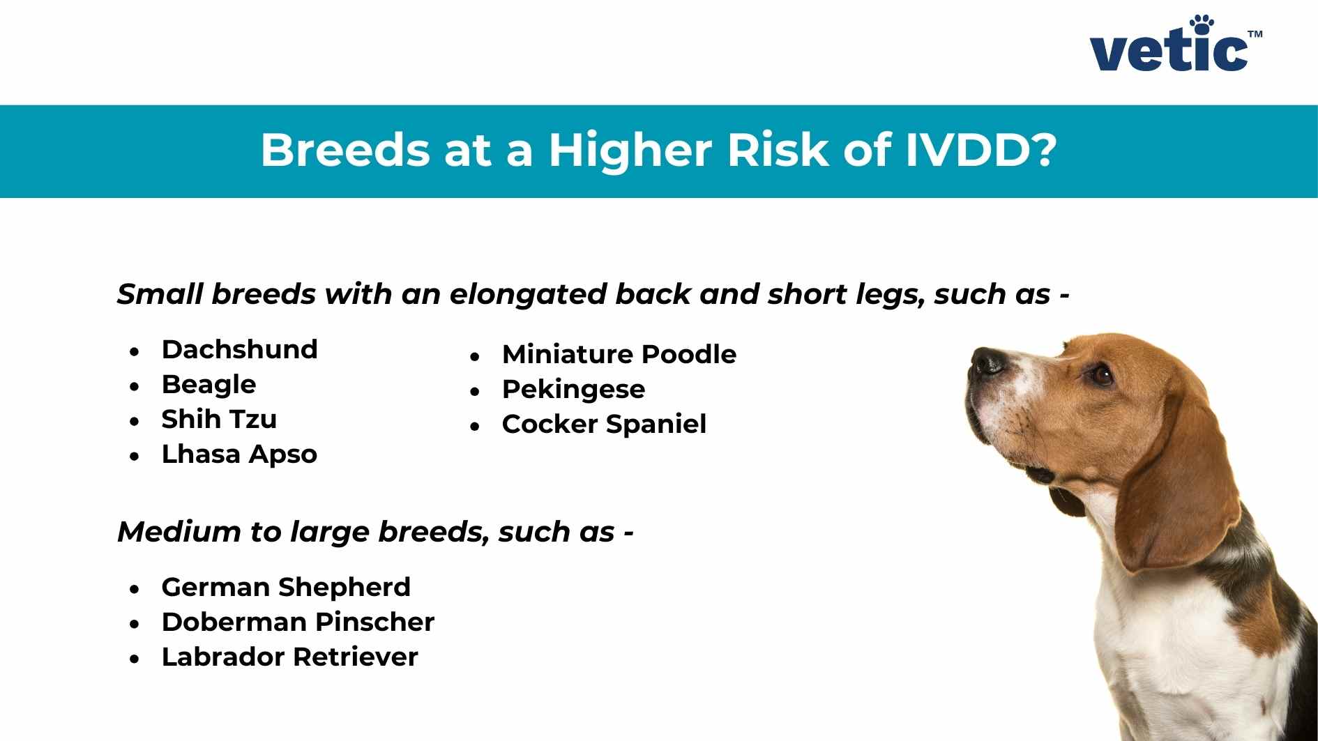 An informative image from ‘vetic’ highlighting dog breeds at a higher risk of IVDD (Intervertebral Disc Disease). The top half of the image lists small breeds with an elongated back and short legs, including Dachshund, Beagle, Shih Tzu, and Lhasa Apso. The bottom half lists medium to large breeds such as German Shepherd, Doberman Pinscher, and Labrador Retriever. To the right is a profile view of a brown and white dog with floppy ears that appears to be a Beagle or similar breed looking attentively to the left.