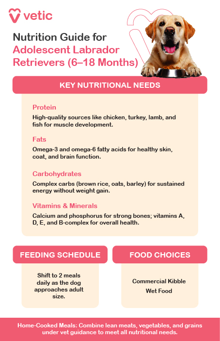 Nutrition Guide for Adolescent Labrador Retrievers (6–18 Months) Key Nutritional Needs Protein: High-quality sources like chicken, turkey, lamb, and fish for muscle development. Fats: Omega-3 and omega-6 fatty acids for healthy skin, coat, and brain function. Carbohydrates: Complex carbs (brown rice, oats, barley) for sustained energy without weight gain. Vitamins & Minerals: Calcium and phosphorus for strong bones; vitamins A, D, E, and B-complex for overall health. Feeding Schedule Shift to 2 meals daily as the dog approaches adult size. Food Choices Commercial Kibble Wet Food Home-Cooked Meals: Combine lean meats, vegetables, and grains under vet guidance to meet all nutritional needs.